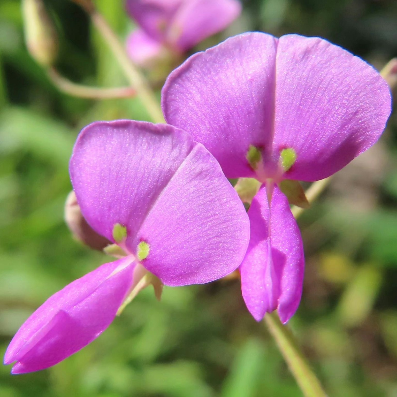 Nahaufnahme von lebhaften lila Blumen an einer Pflanze