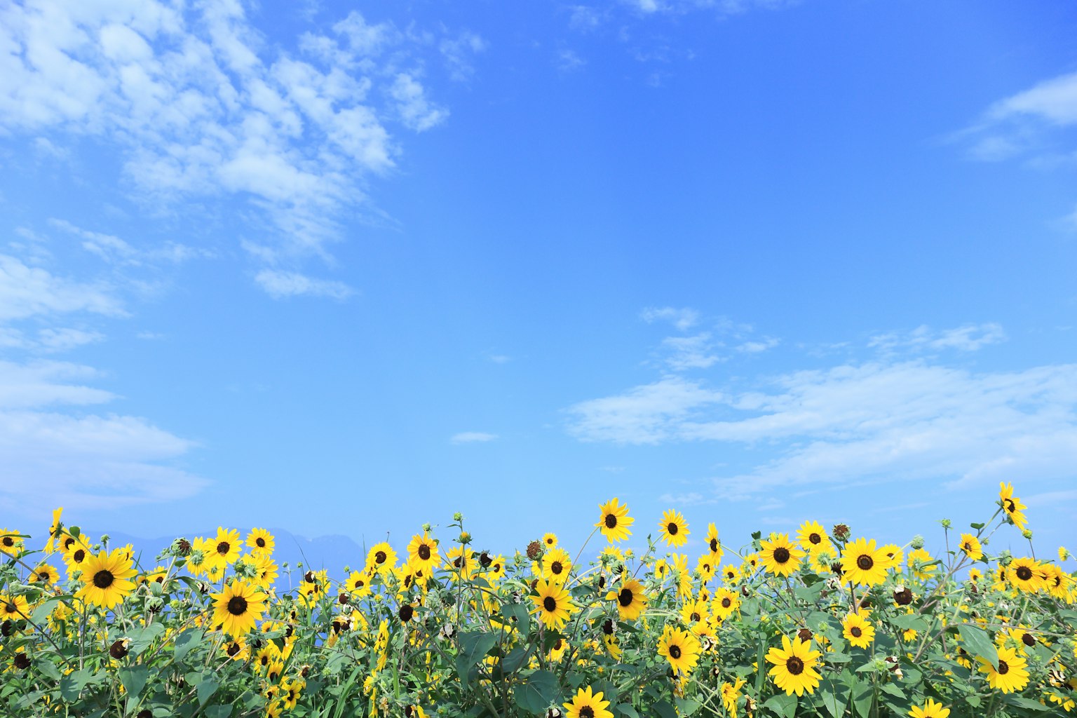 Champ de tournesols sous un ciel bleu clair