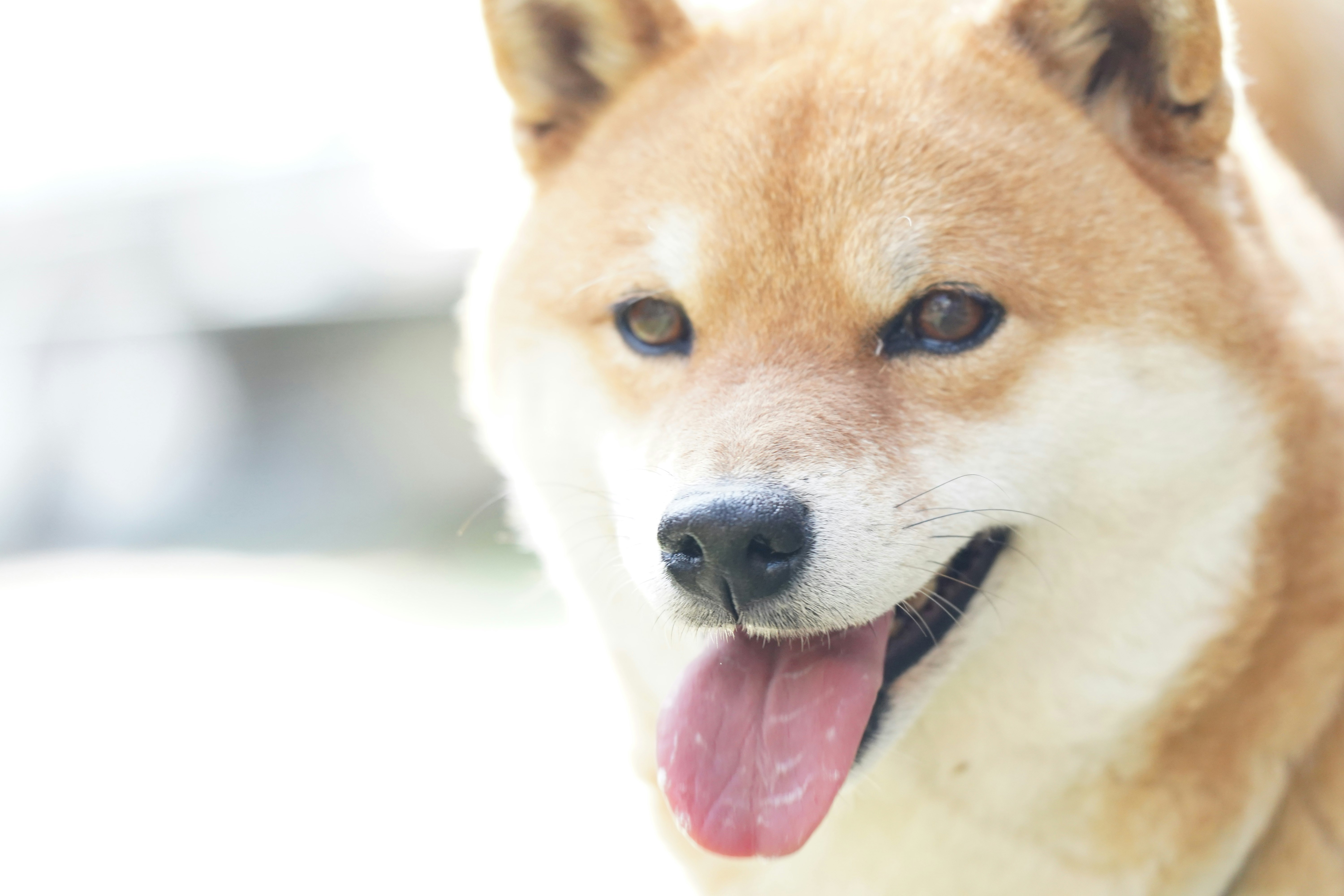 犬のかわいい顔アップ