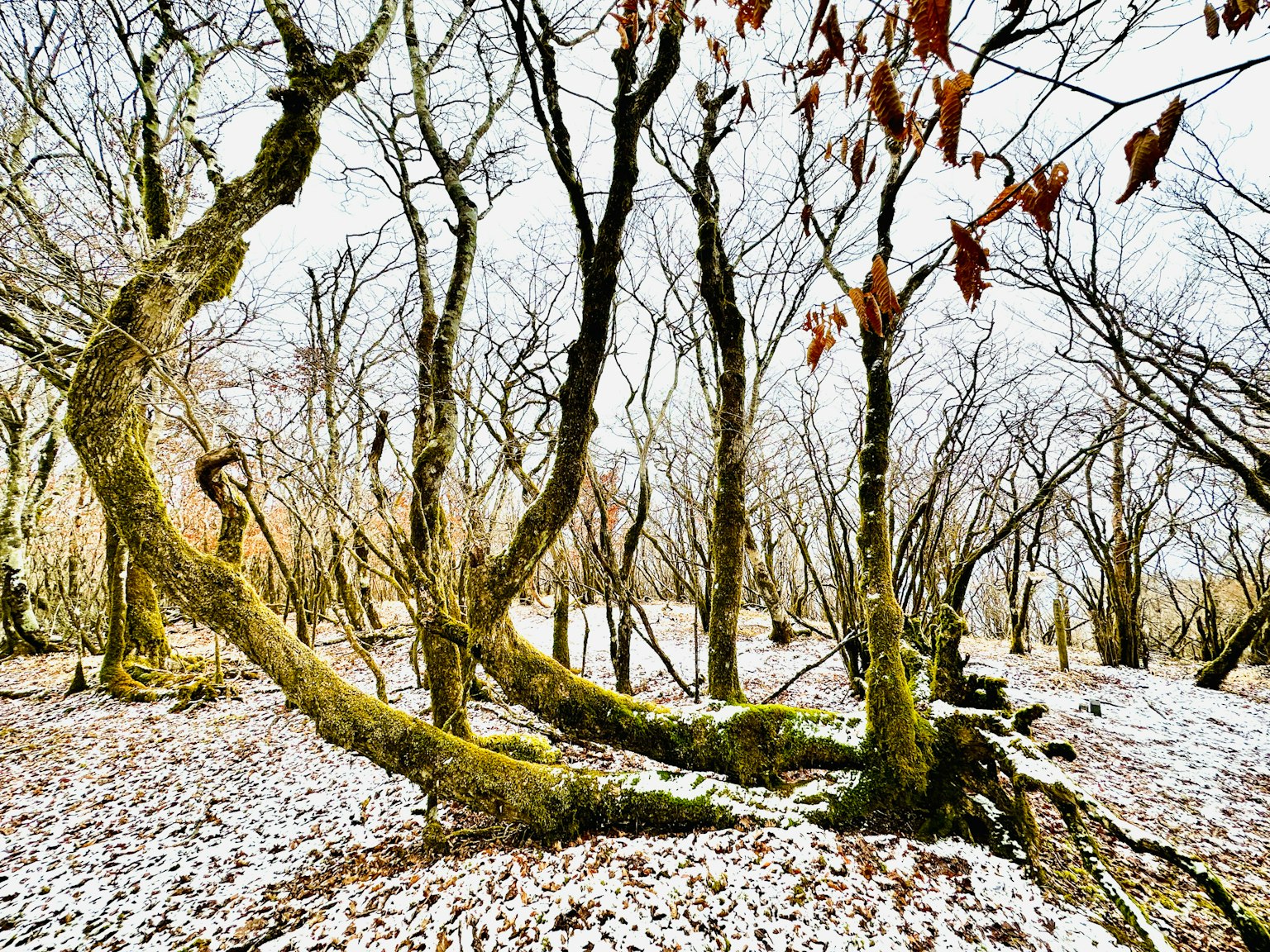 Una scena forestale invernale con alberi contorti coperti di neve