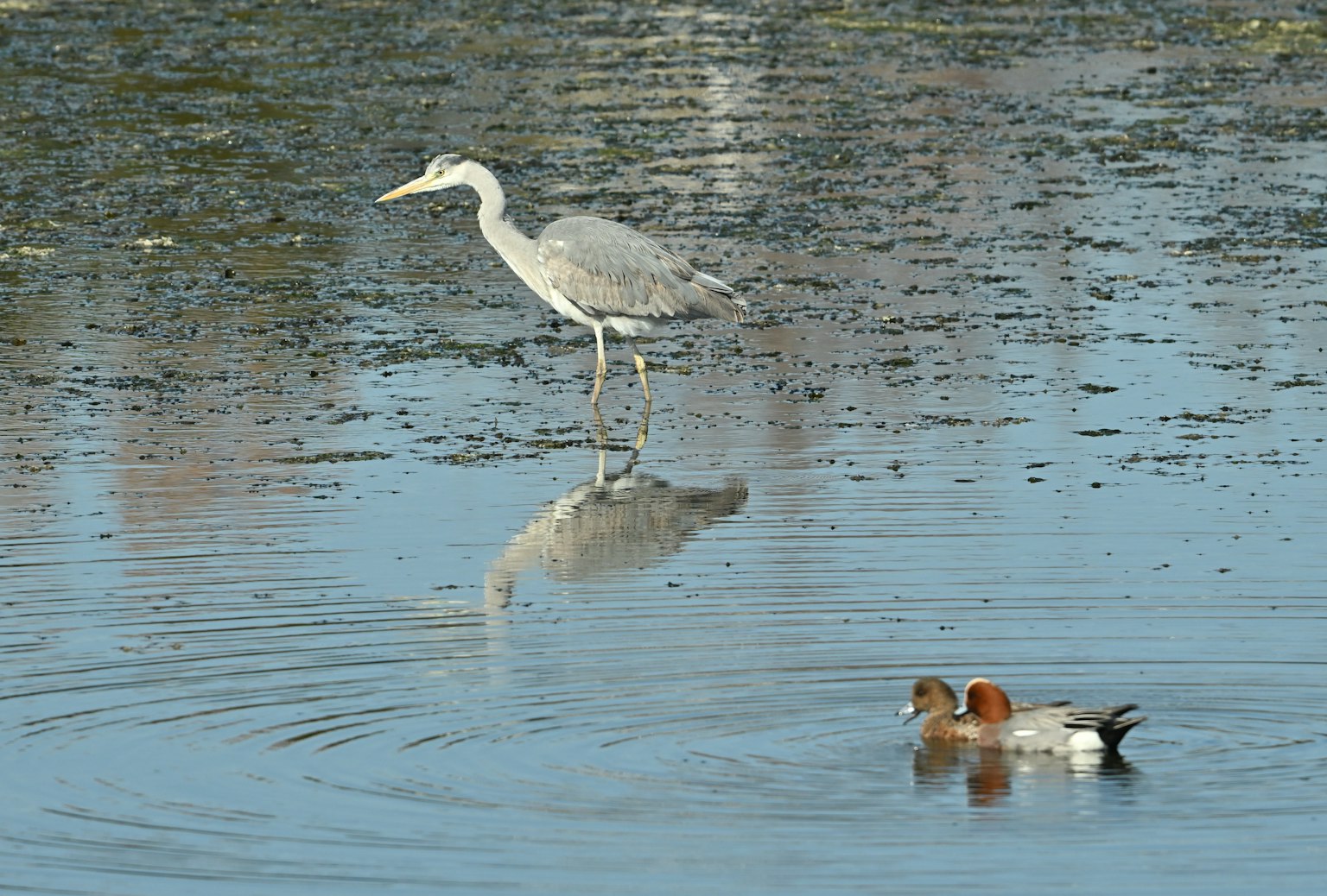 Seekor heron berdiri di tepi air dengan sepasang bebek berenang di dekatnya