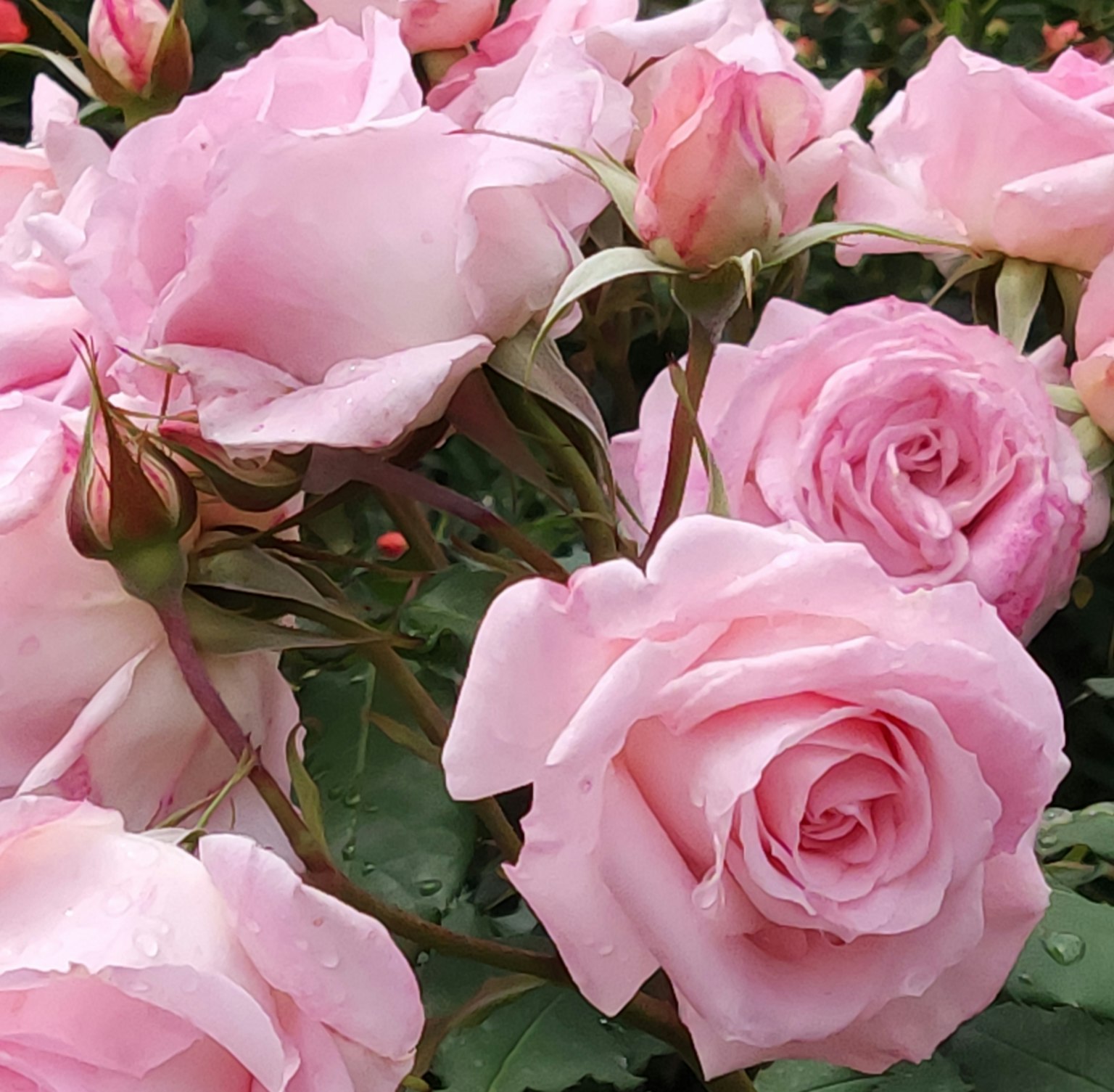 Un hermoso jardín con rosas rosa claro en flor