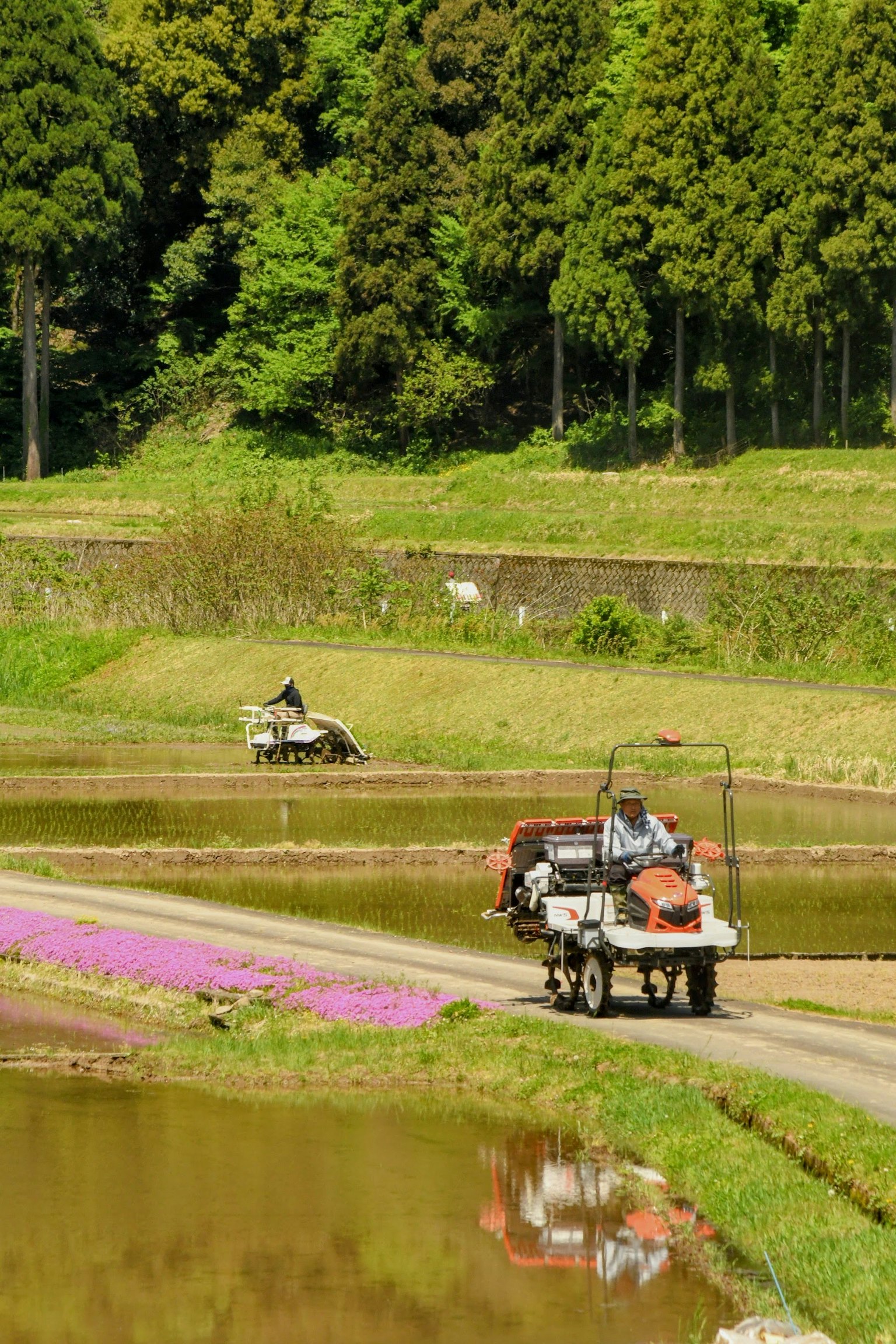 Tractor arando un campo de arroz con vegetación exuberante al fondo