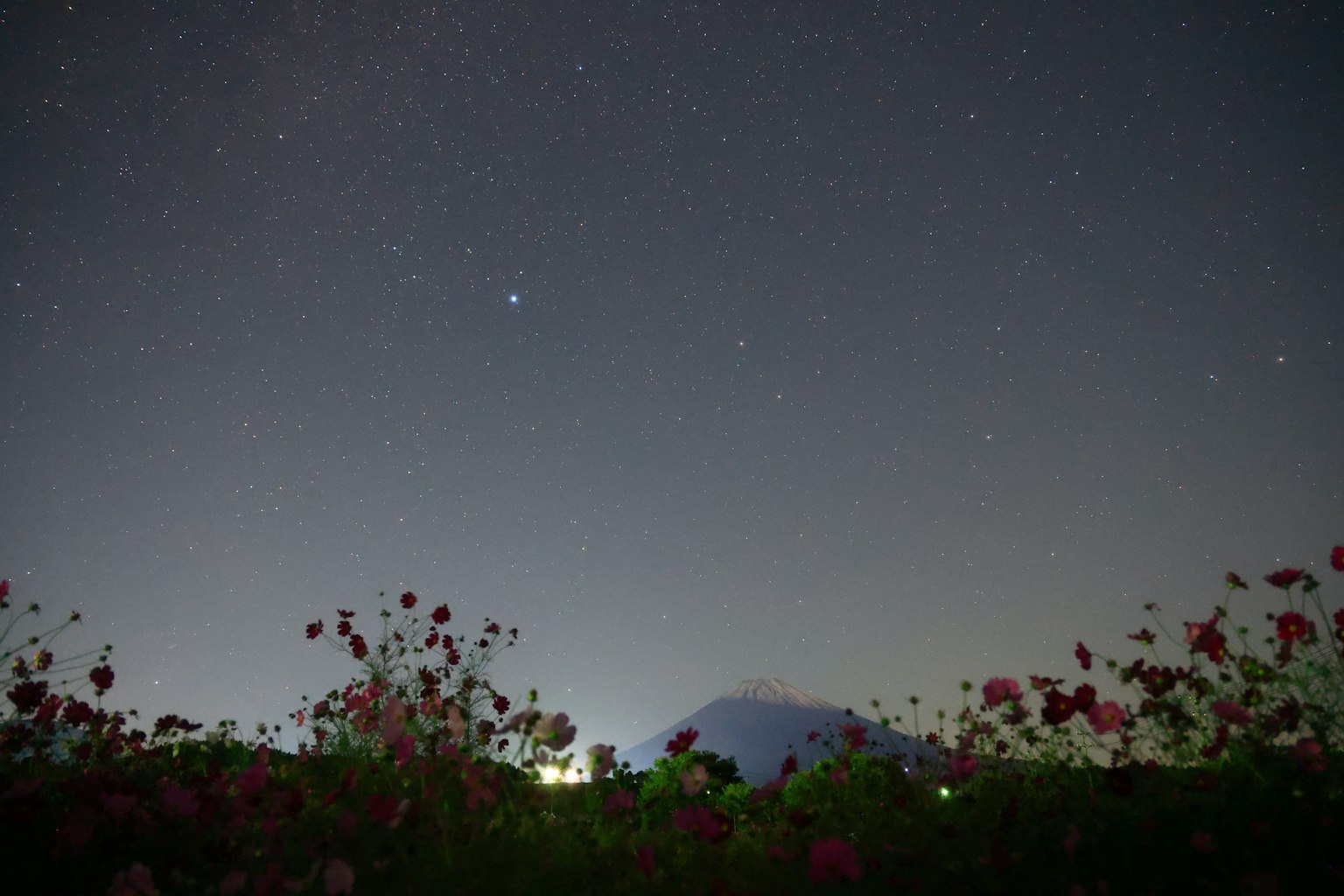 Cielo notturno pieno di stelle e fiori in primo piano