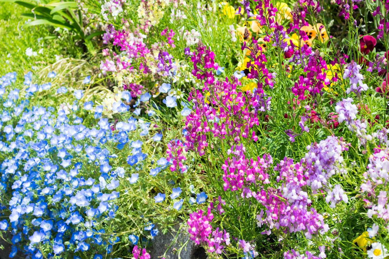 Lebendiger Blumengarten mit blauen und lila Blüten