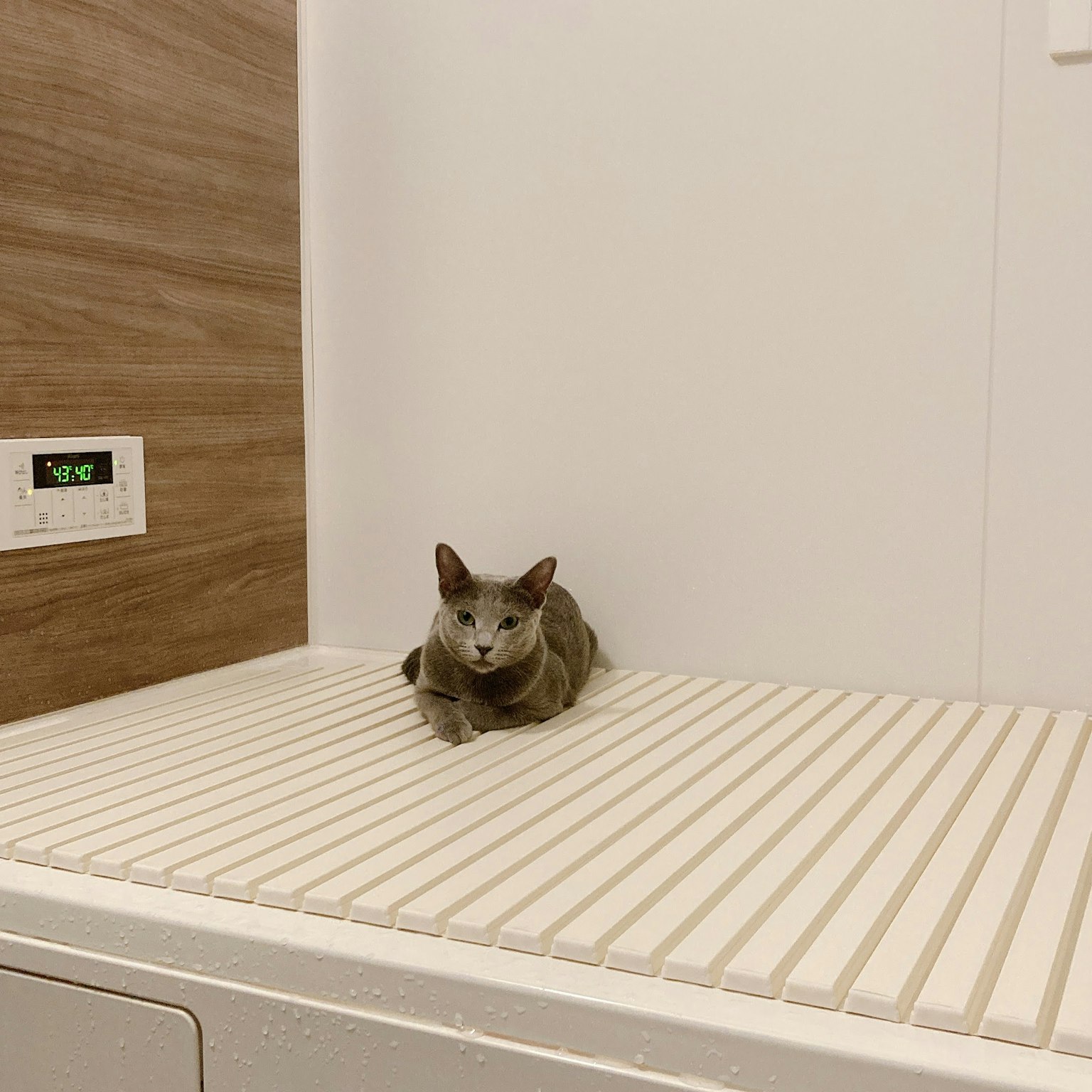 Kucing abu-abu berbaring di atas meja bergaris putih