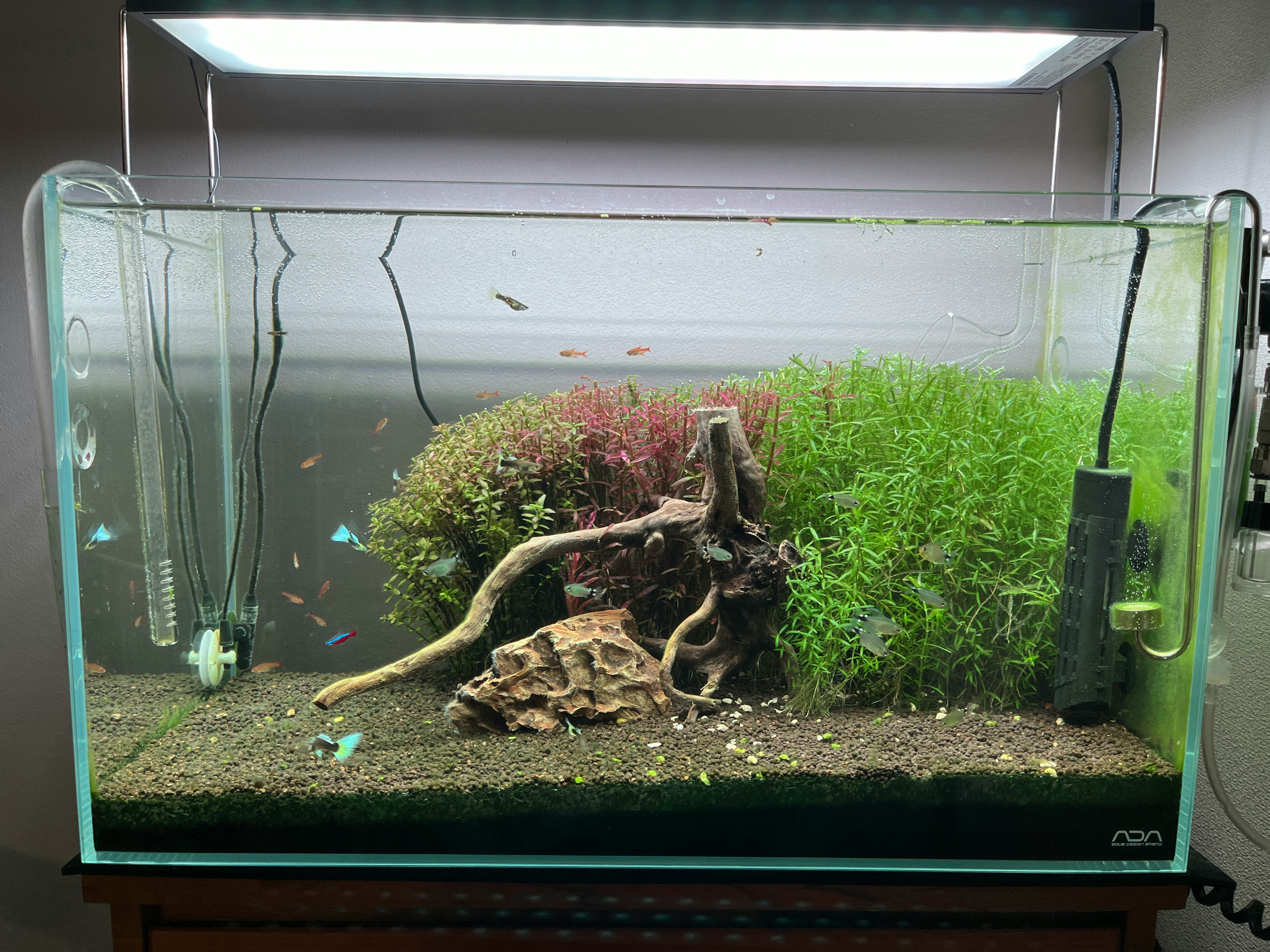 水槽の中で泳ぐグッピーと水草のあるアクアリウム
