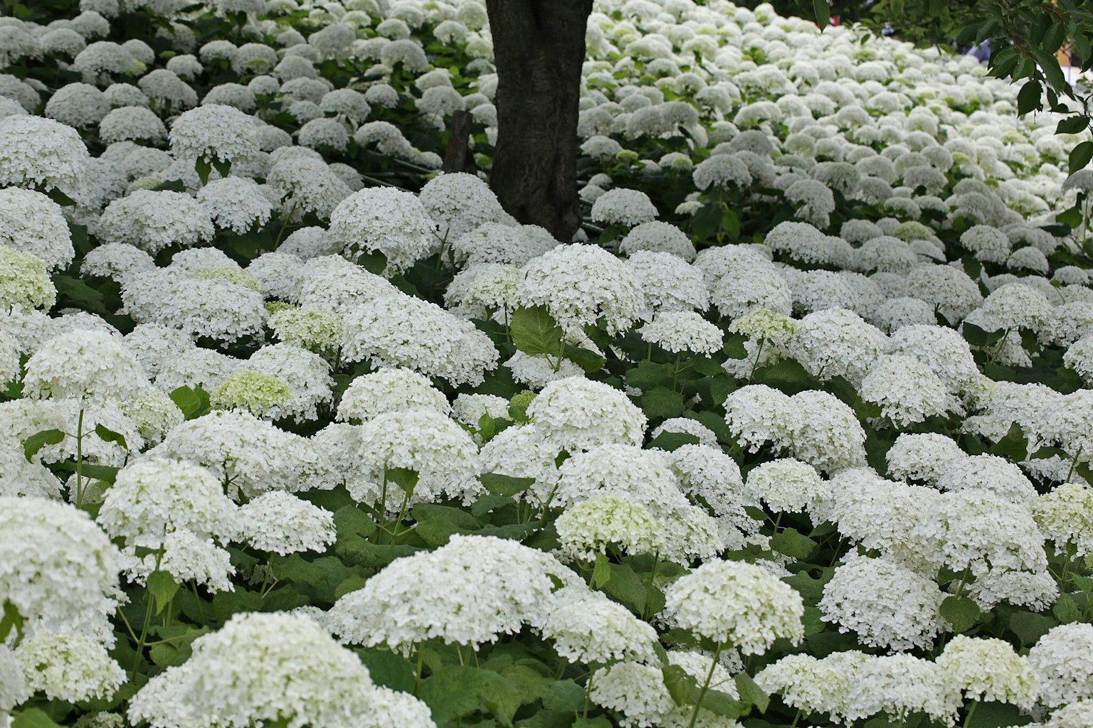 Un paysage rempli de fleurs blanches en fleurs sous un arbre