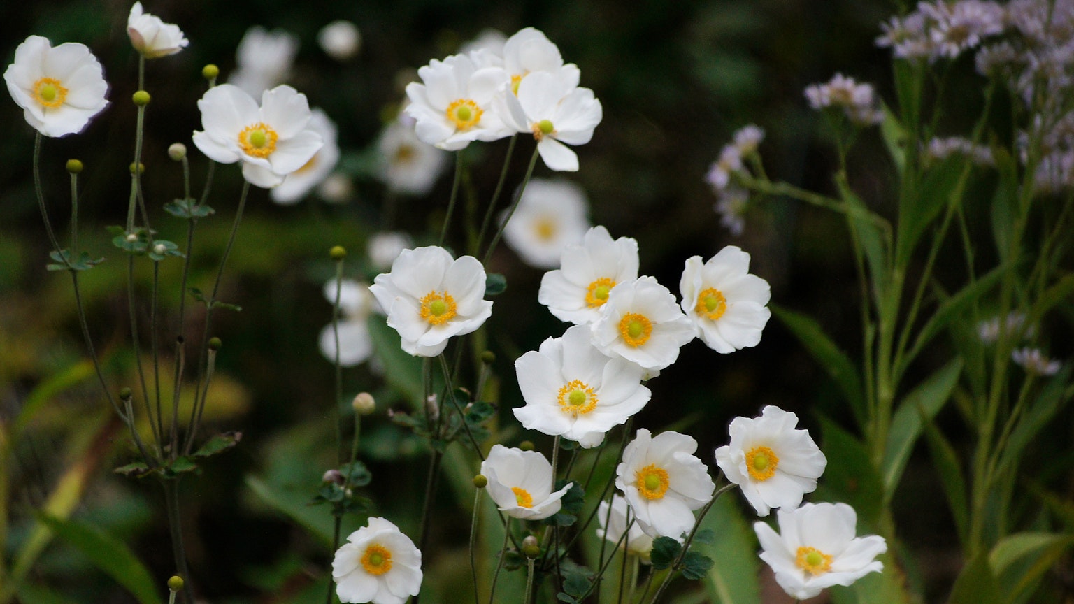 Un gruppo di fiori bianchi con centri gialli in un giardino rigoglioso