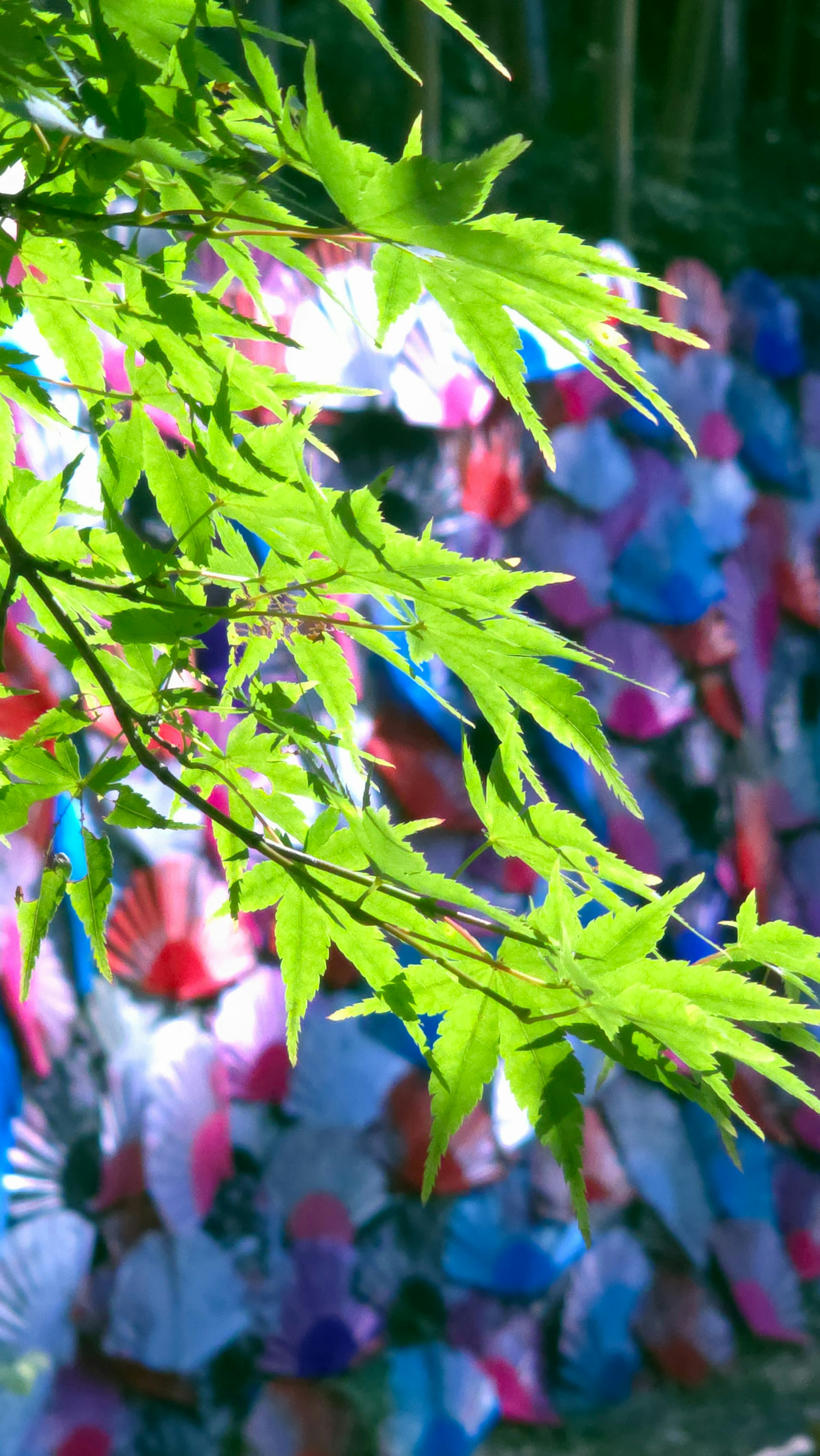 Paesaggio di Mitsudera con foglie di momiji verdi e ombrelli colorati