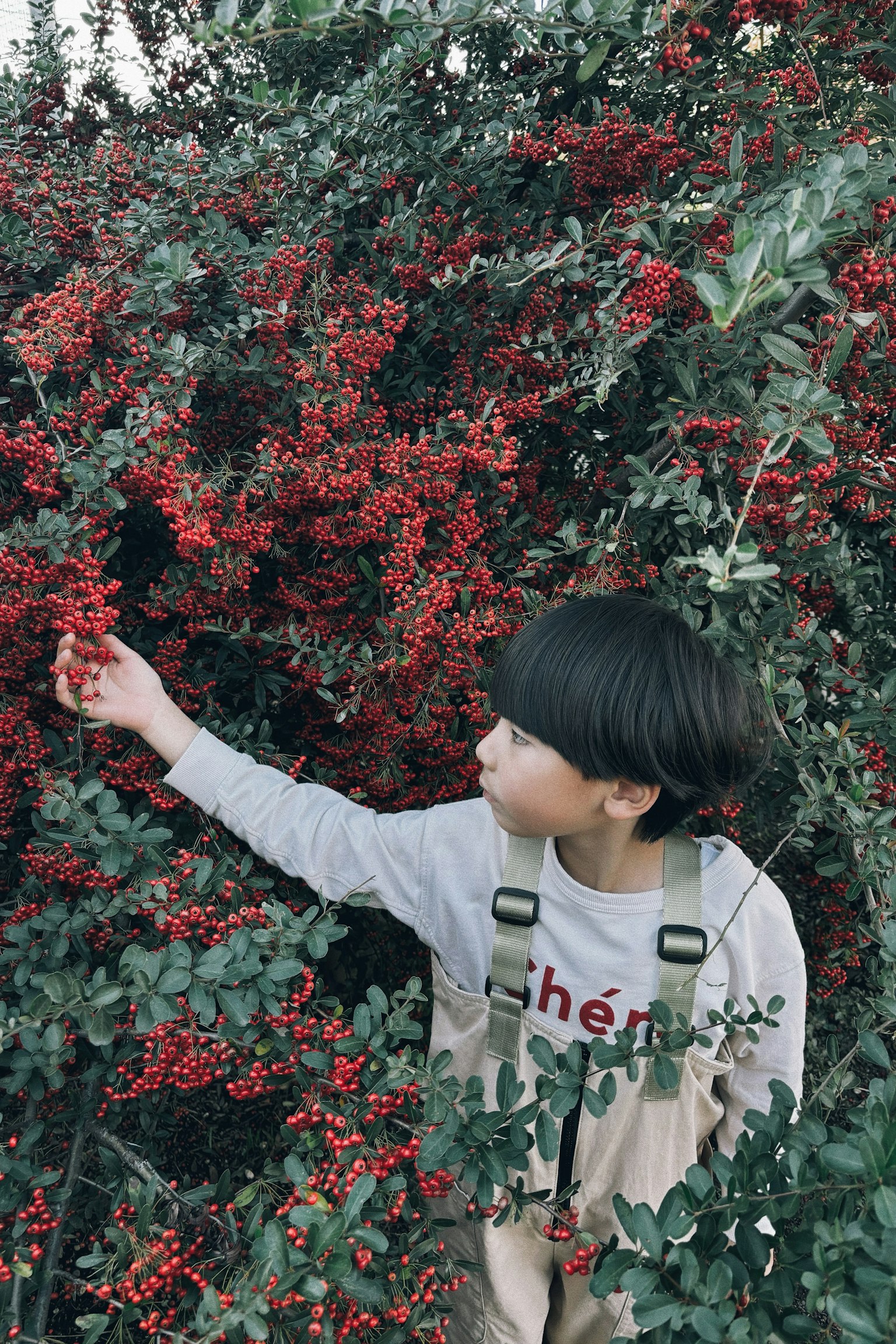 Bambino che raggiunge bacche rosse in un fogliame verde