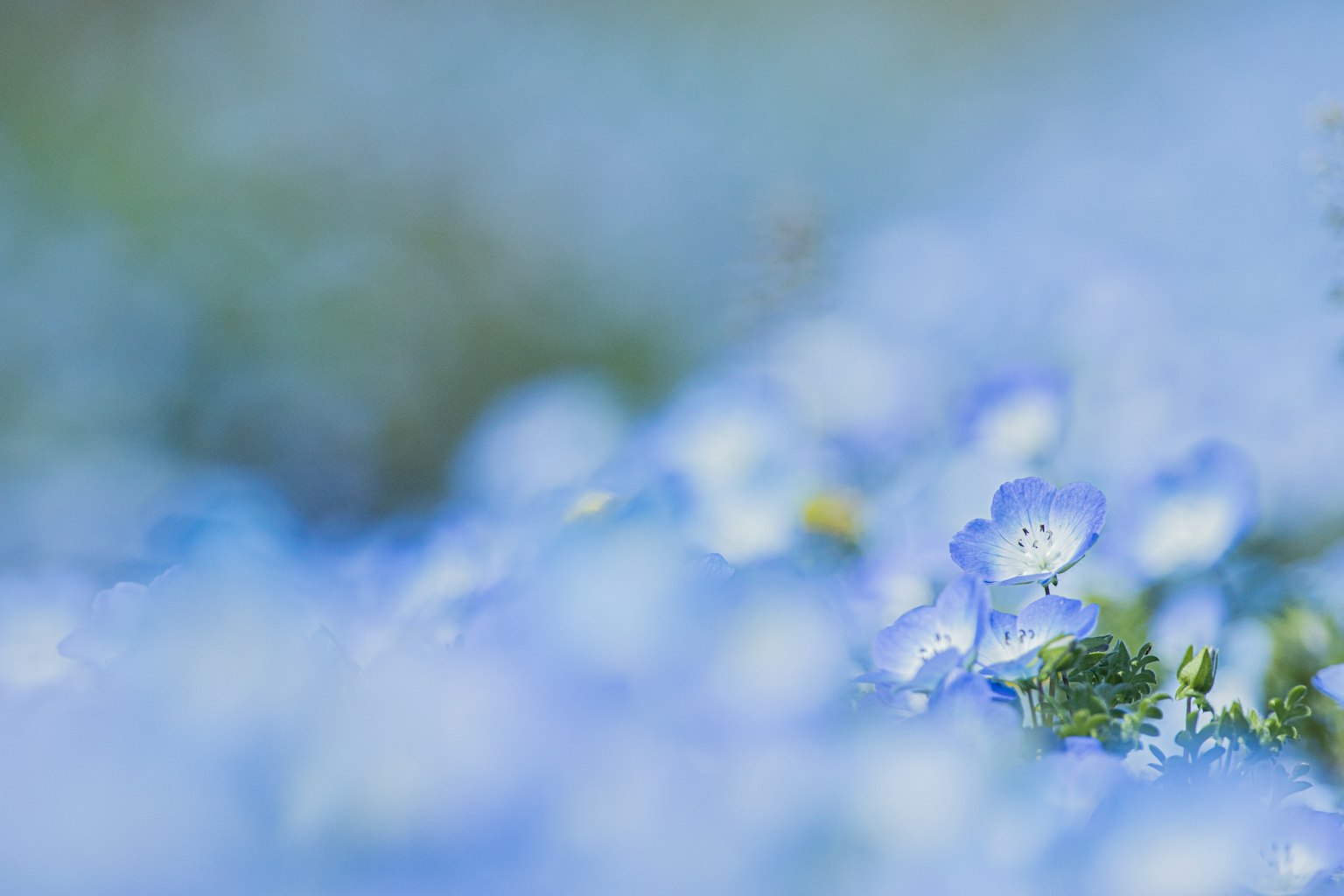 Paesaggio sfocato di fiori blu