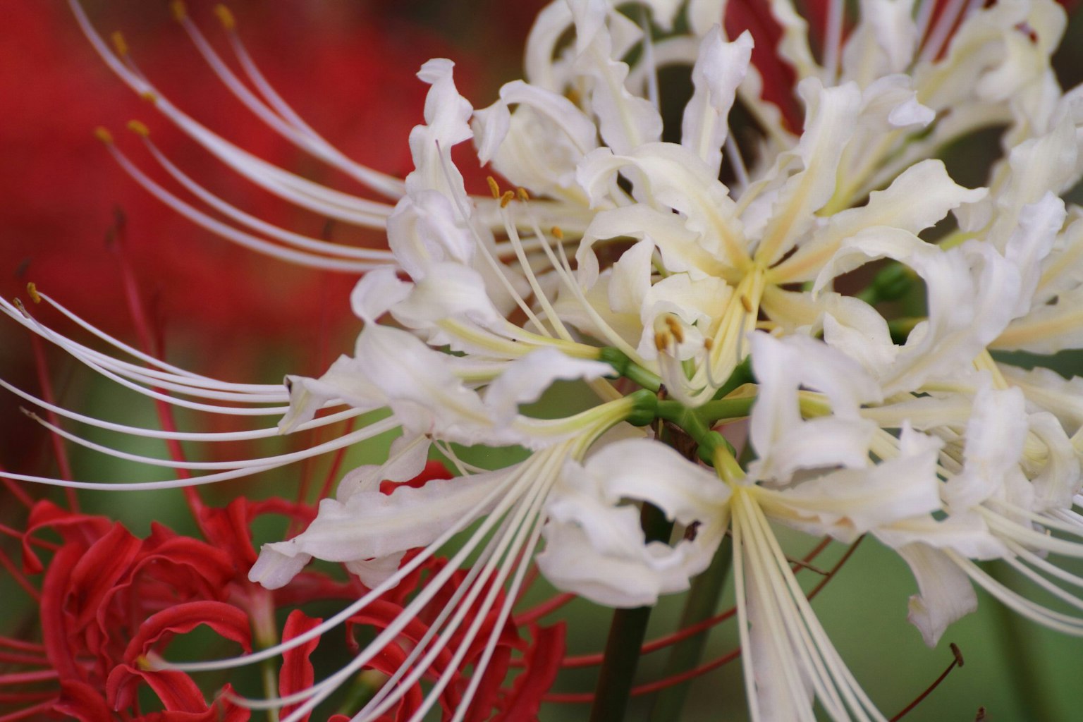Close-up of a white flower with long petals surrounded by red flowers