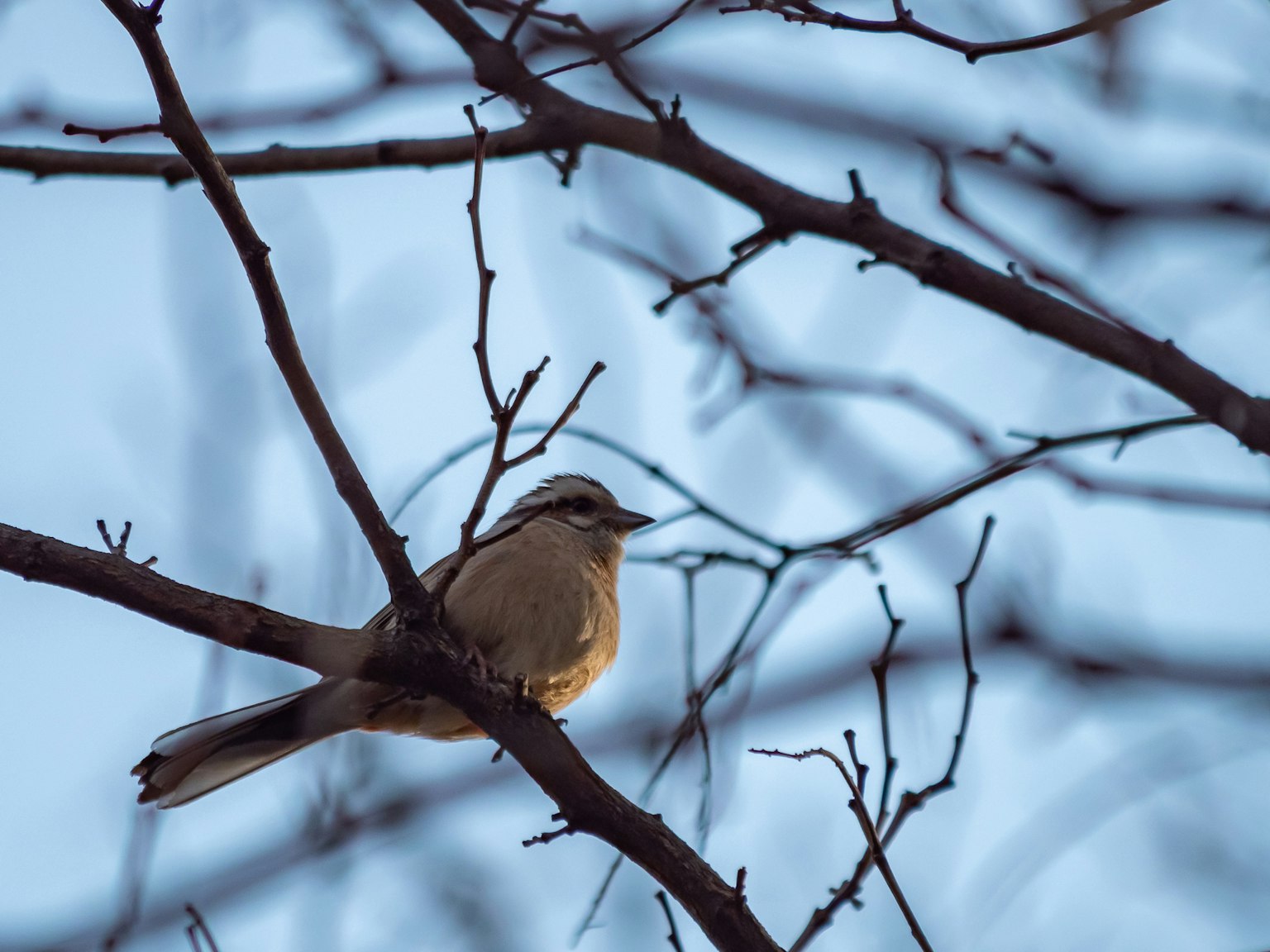 A small bird perched on a branch against a blue sky