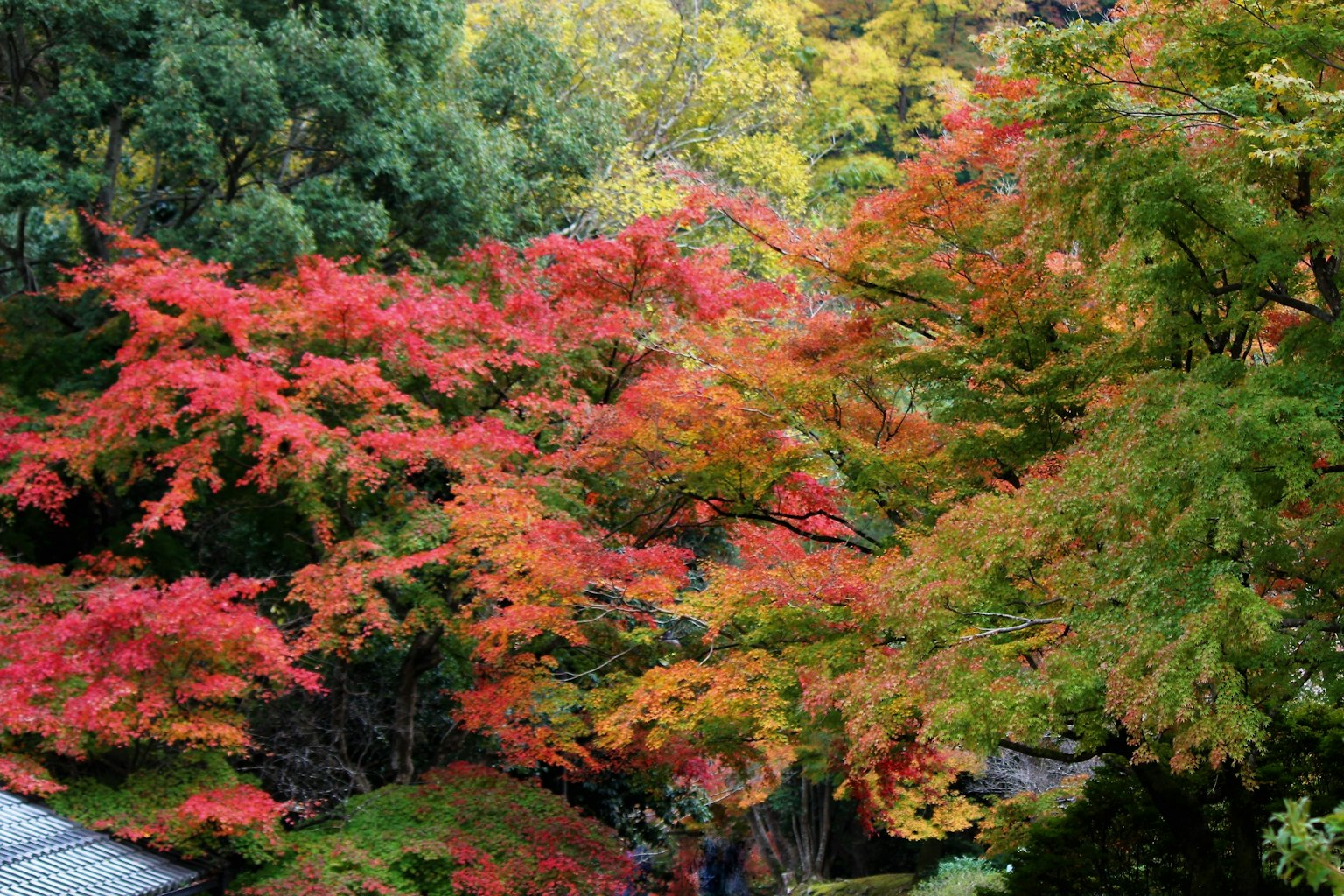 Feuillage d'automne vibrant dans un cadre de parc serein
