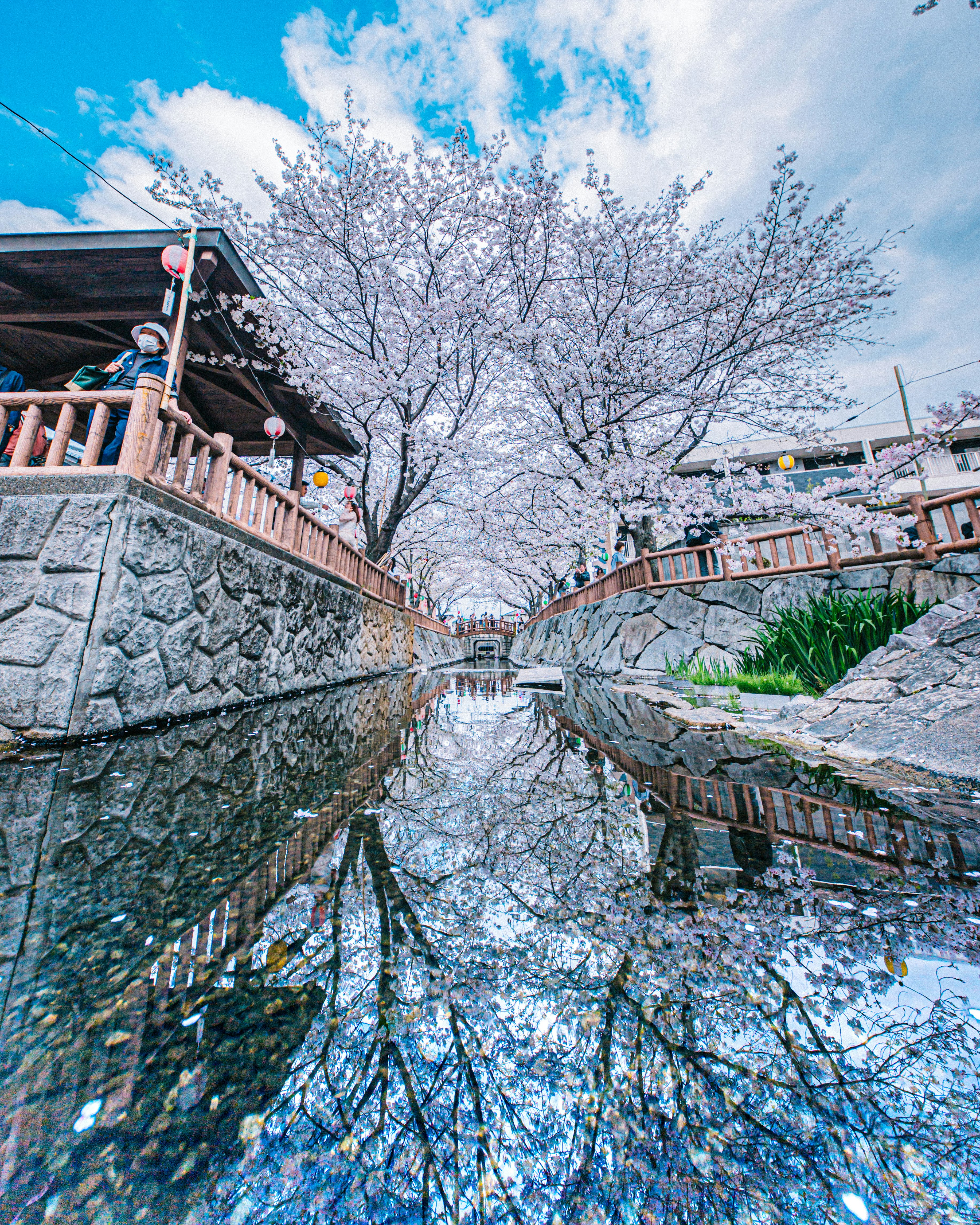 桜並木の続く石垣の小径