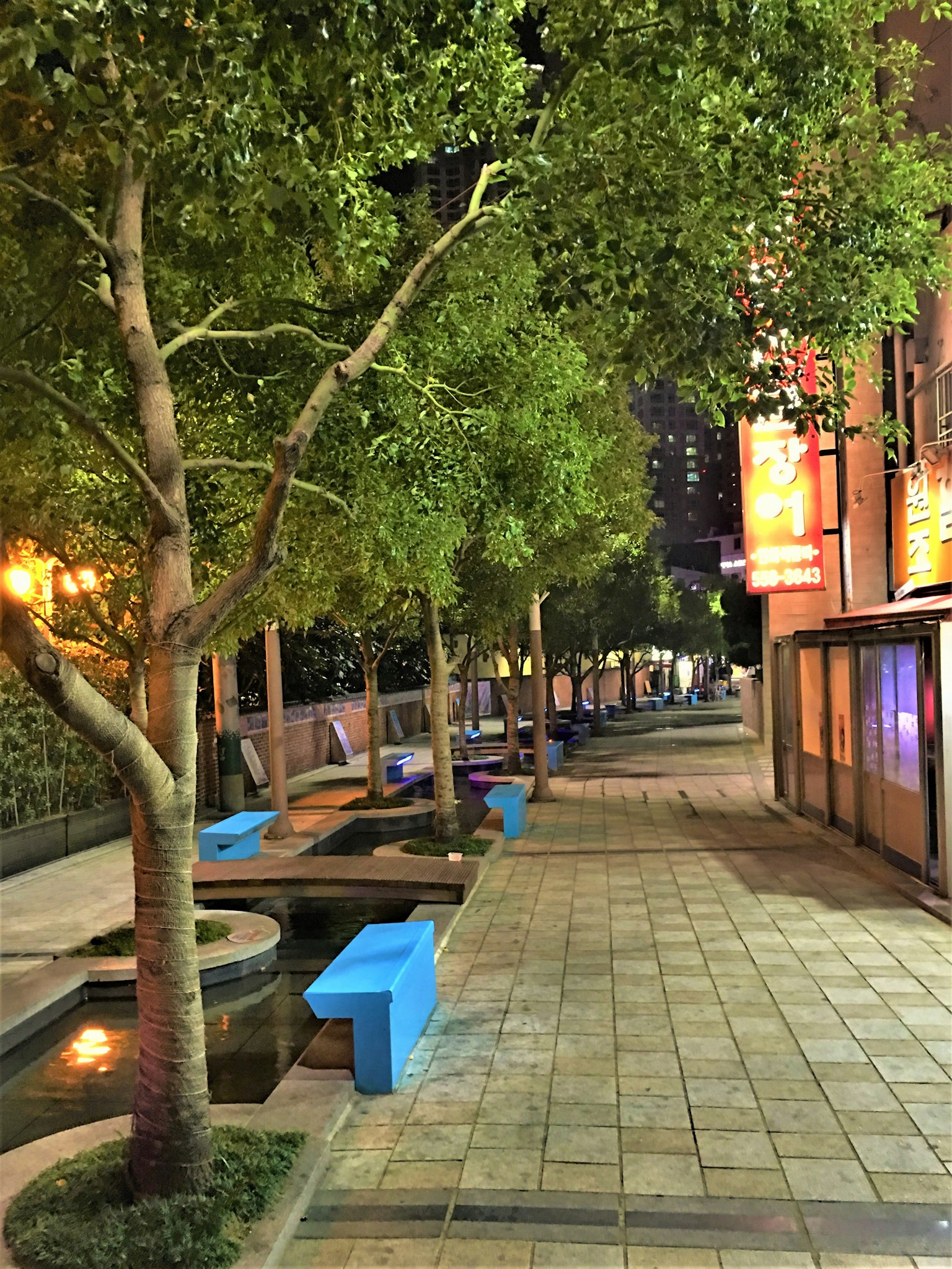Ein Gehweg mit grünen Bäumen und blauen Bänken bei Nacht