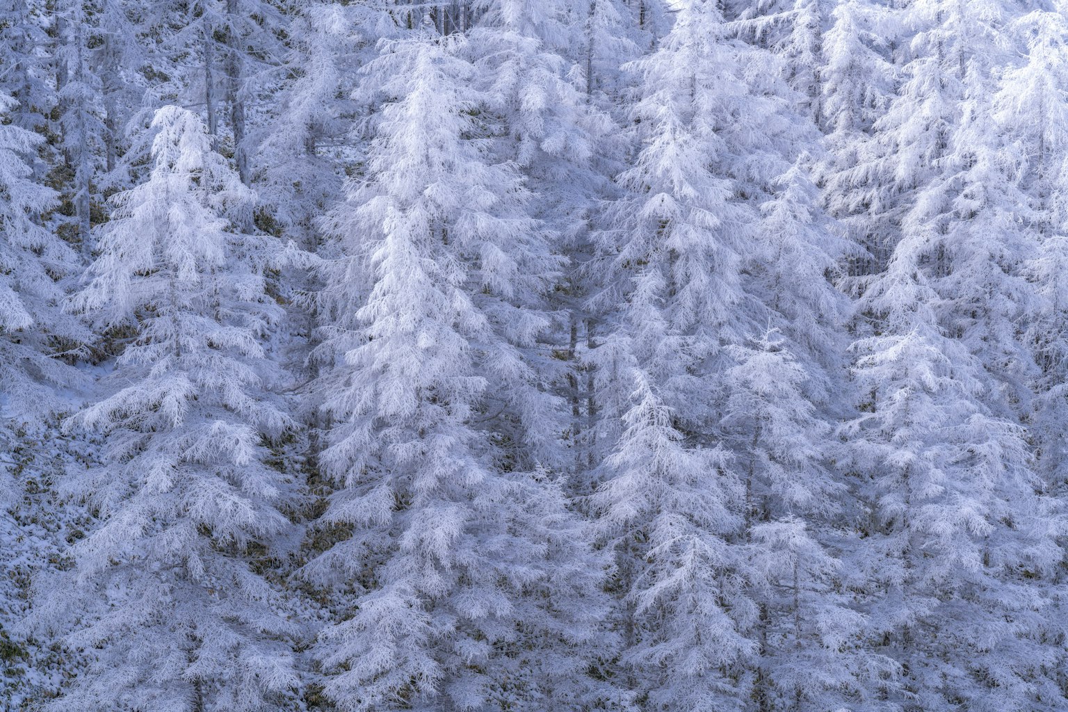 Un grupo de árboles cubiertos de nieve