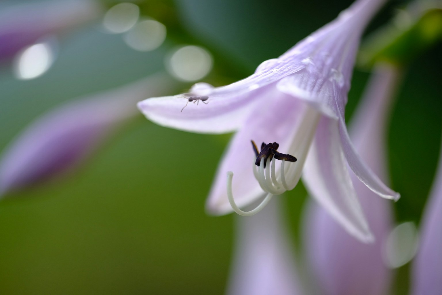 Primer plano de una flor morada clara con un pequeño insecto posado