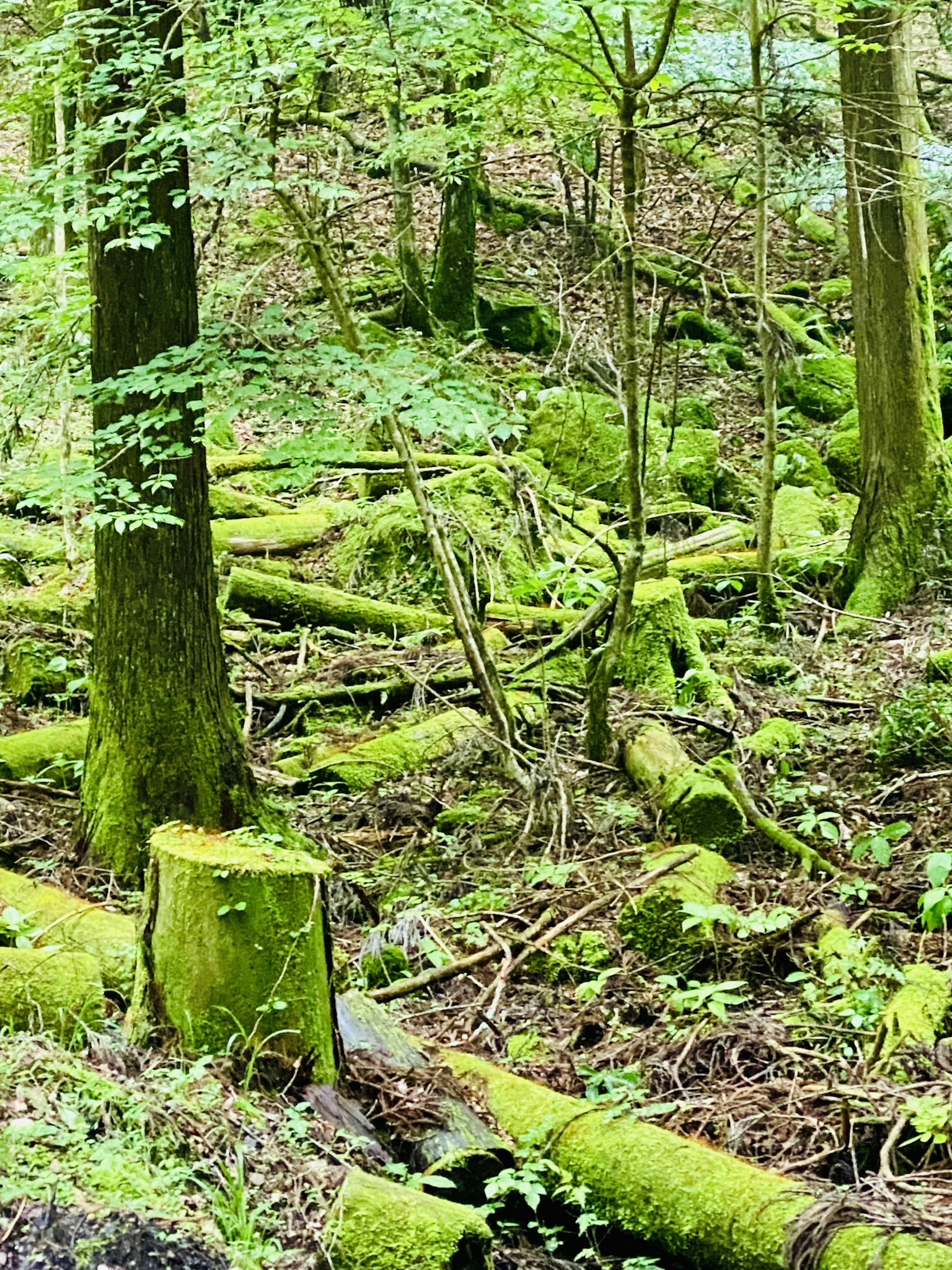 Escena de bosque con árboles cubiertos de musgo y tocones