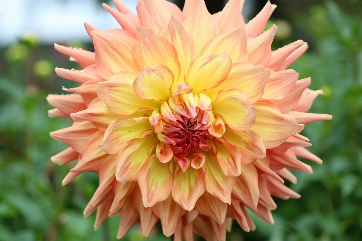Acercamiento de una flor de dalia naranja y amarilla vibrante