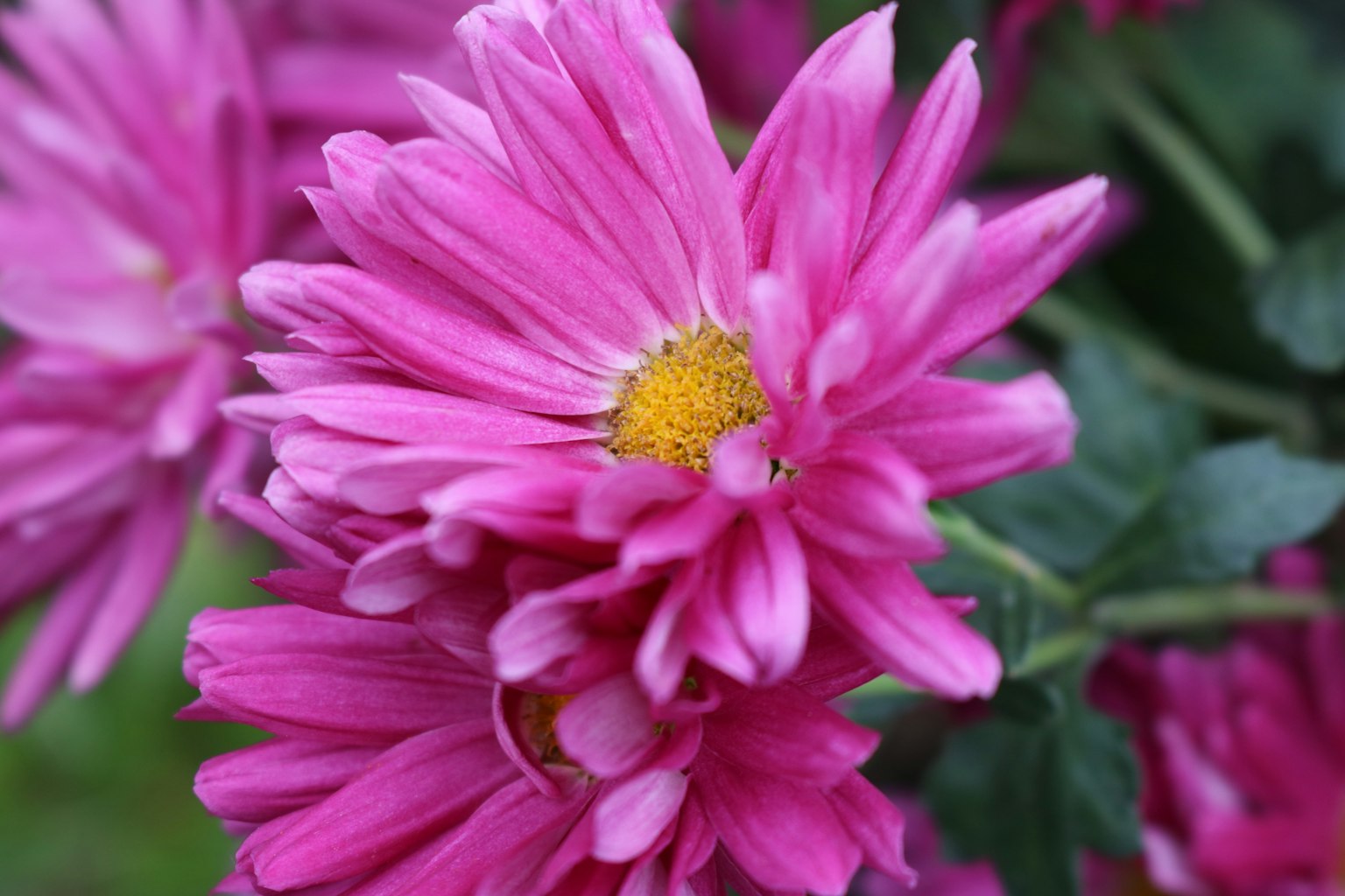 Gros plan de fleurs de chrysanthème roses vives avec des centres jaunes