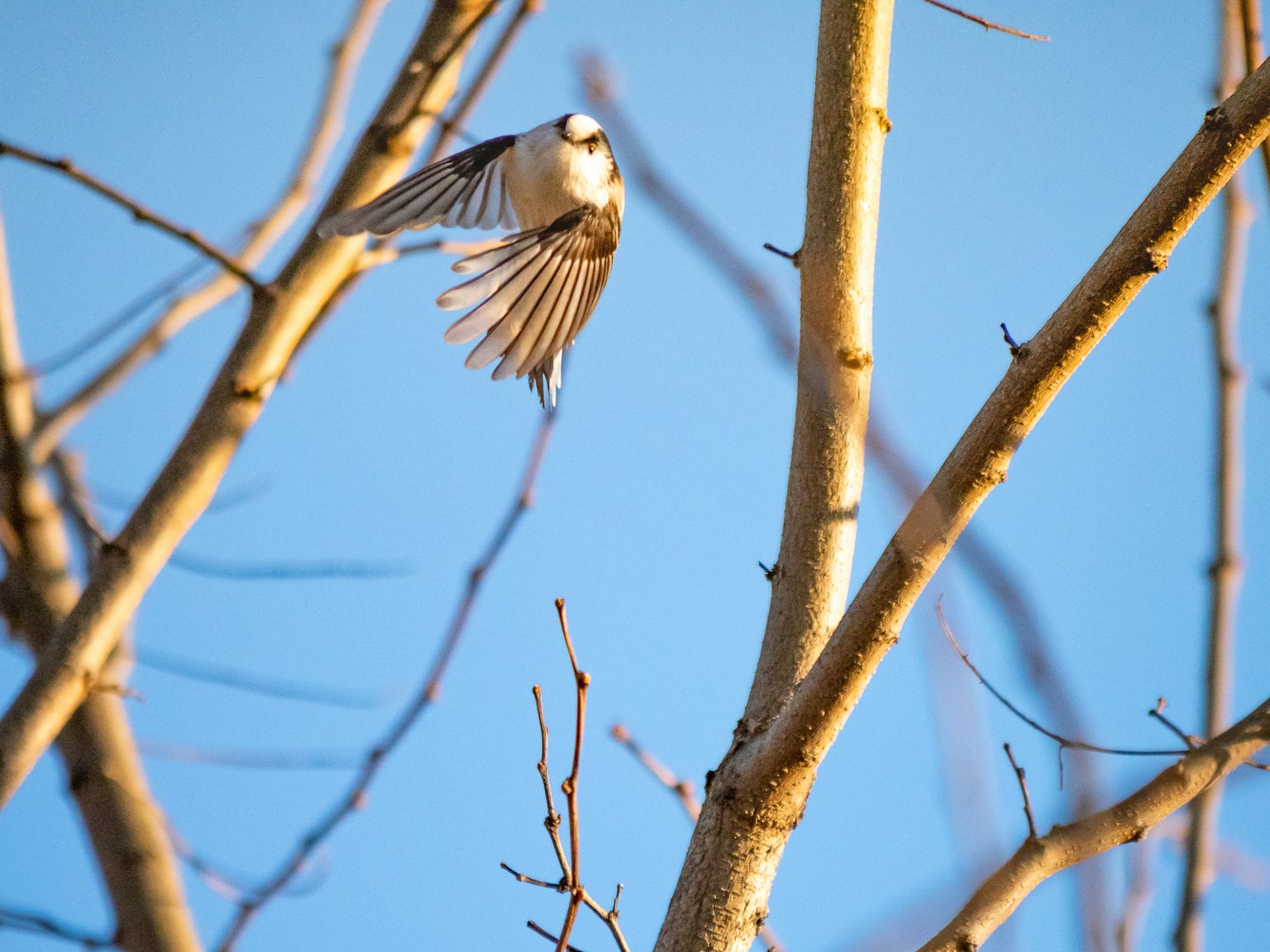 Ein kleiner Vogel, der seine Flügel auf einem Ast vor einem blauen Himmel schlägt