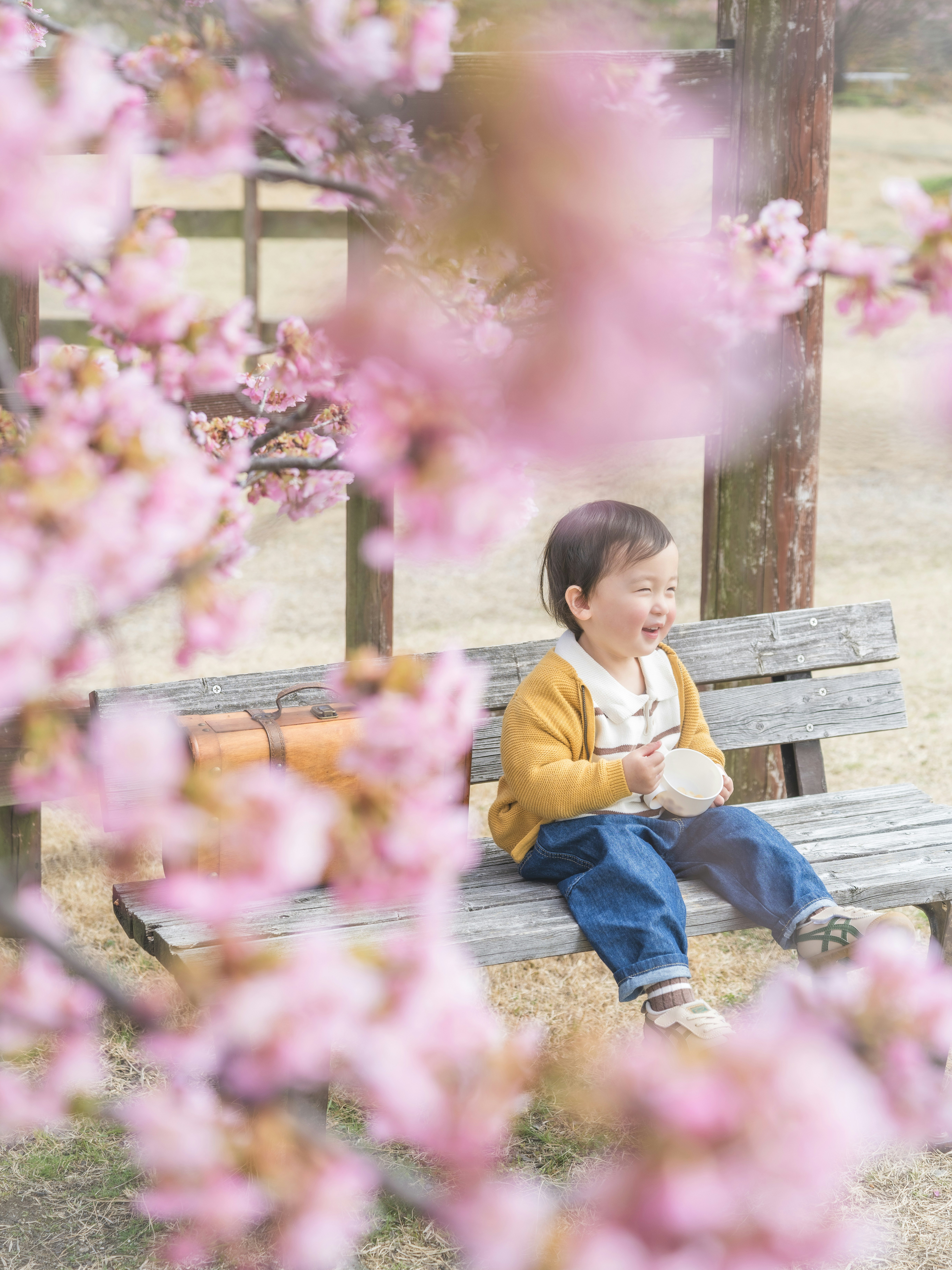 春の河津桜の花の間でベンチに座る家族の子ども