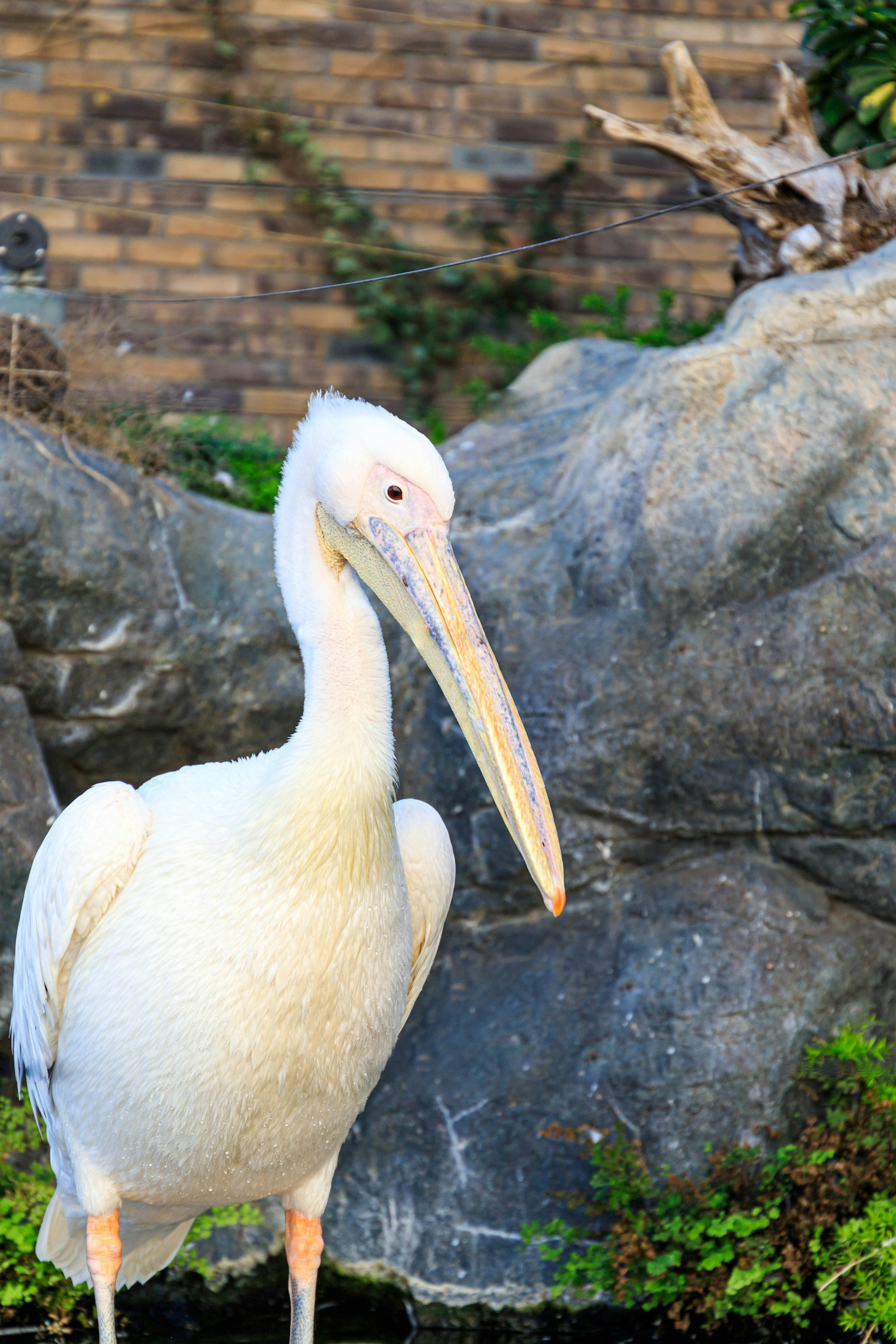A white pelican standing in front of a rock in a natural setting