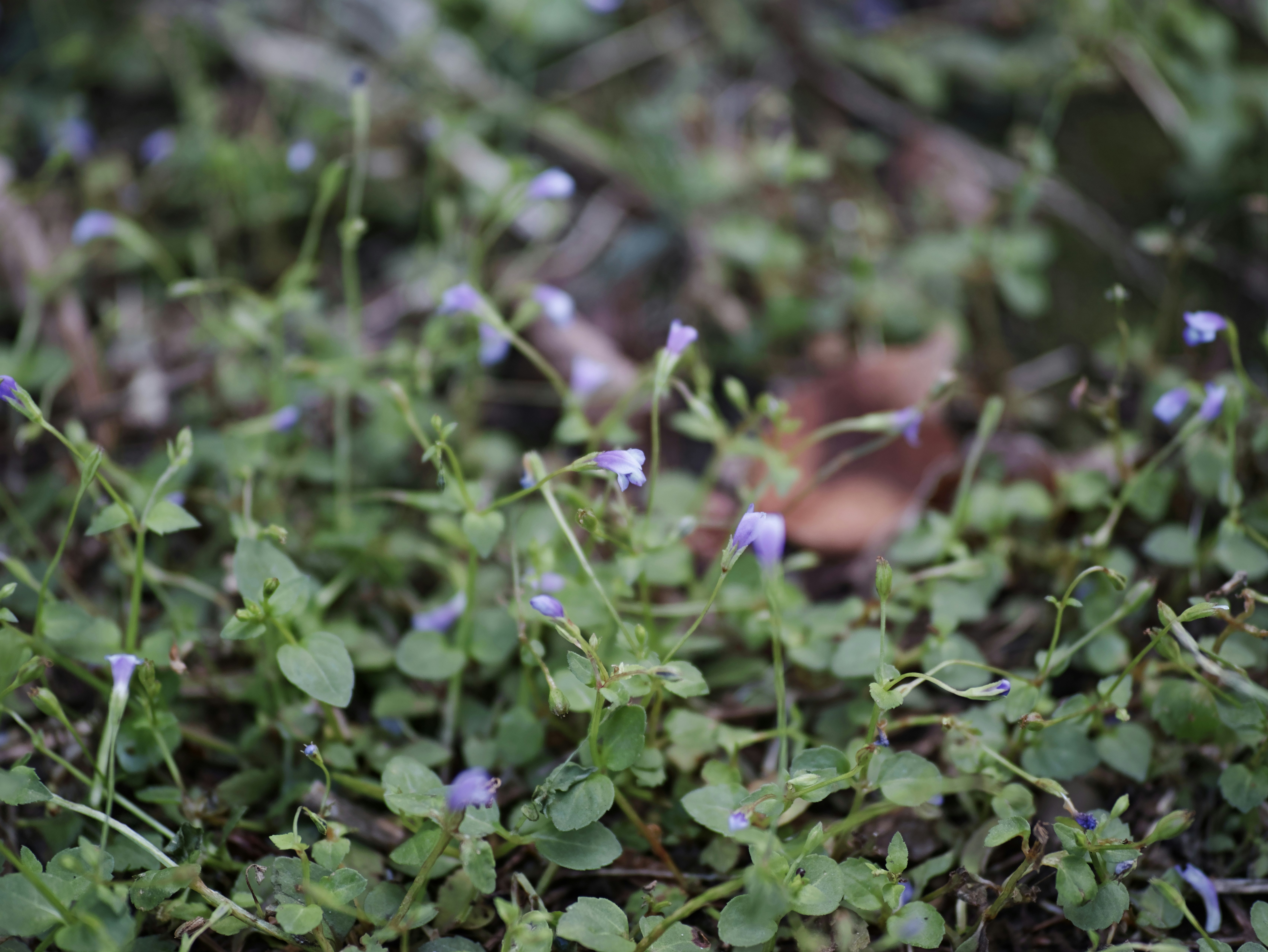 hamparan rumput dengan bunga kecil dan daun