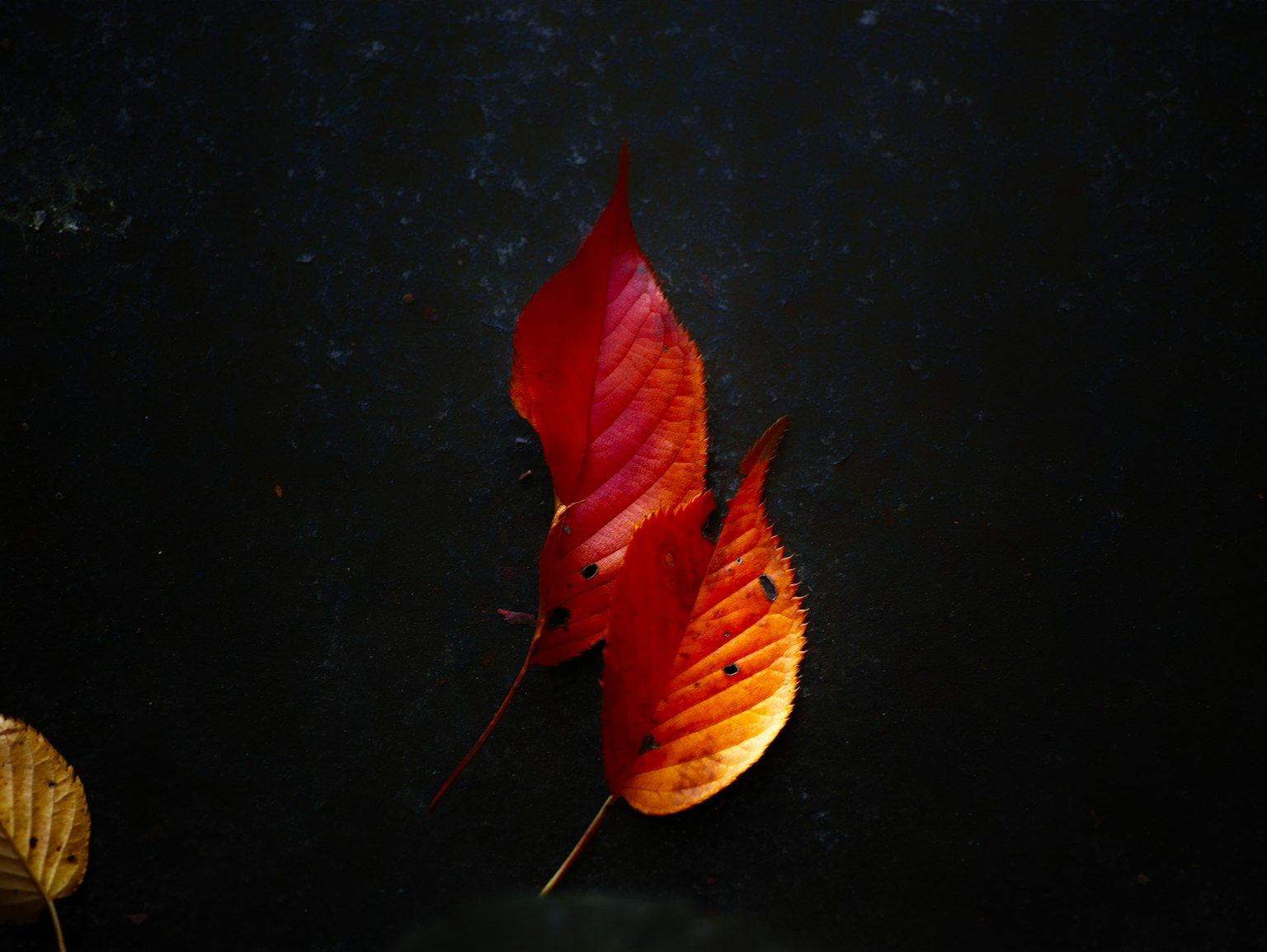 Collage de feuilles rouges flottant sur un fond noir