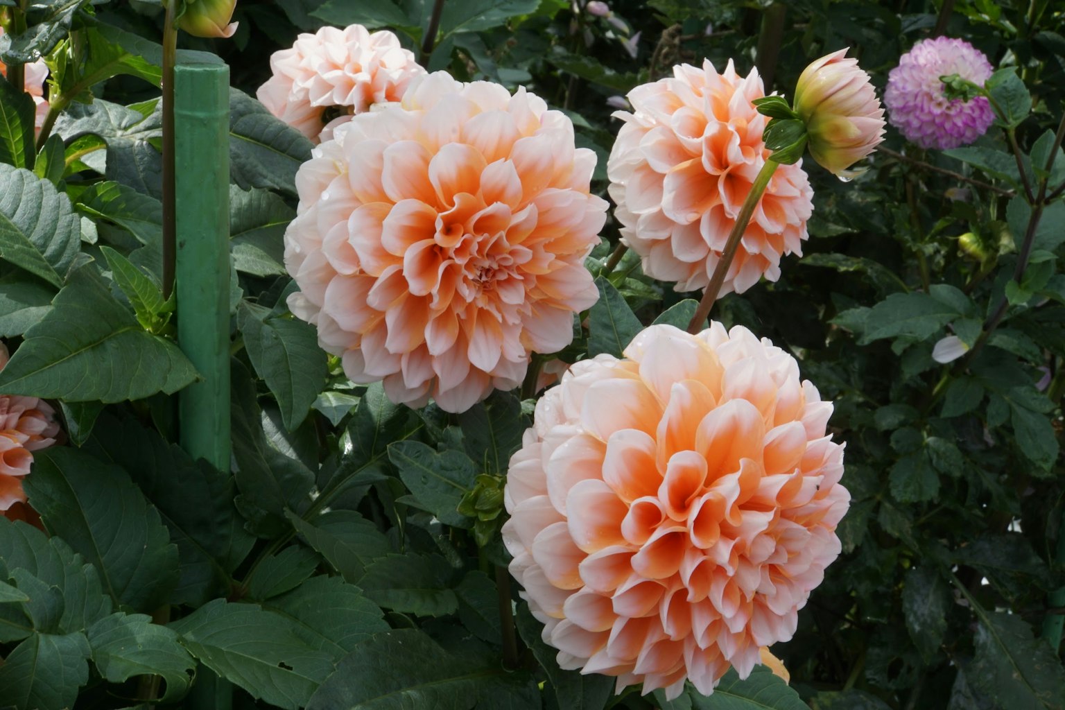 Groupe de fleurs de dahlias orange pâle en pleine floraison
