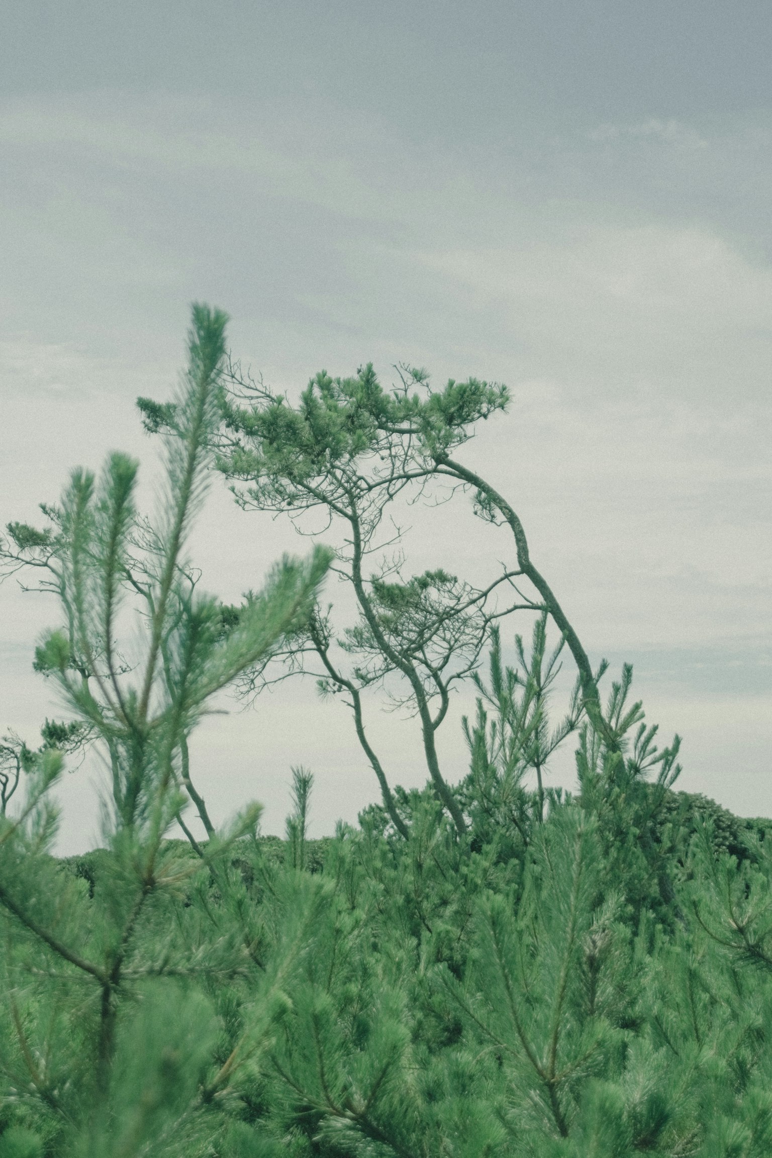 Bent tree silhouette surrounded by green plants