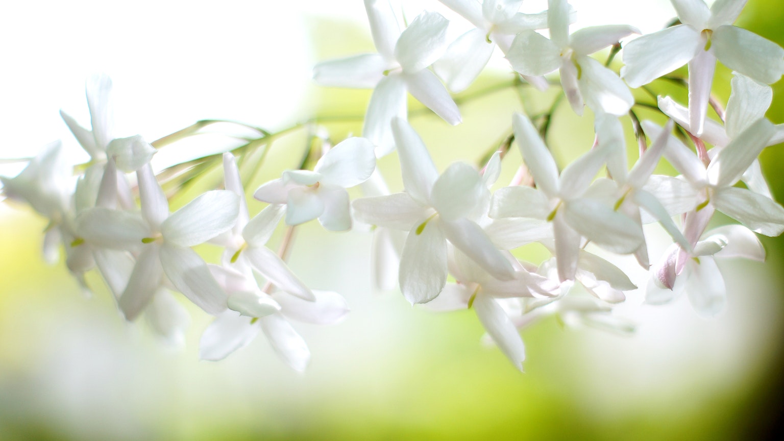 ดอกไม้สีขาวอ่อนโยนบานสะพรั่งในแสงธรรมชาติ