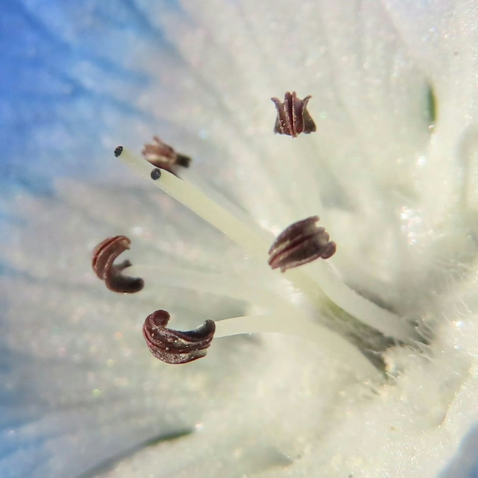 Primer plano del centro de una flor blanca mostrando múltiples estambres