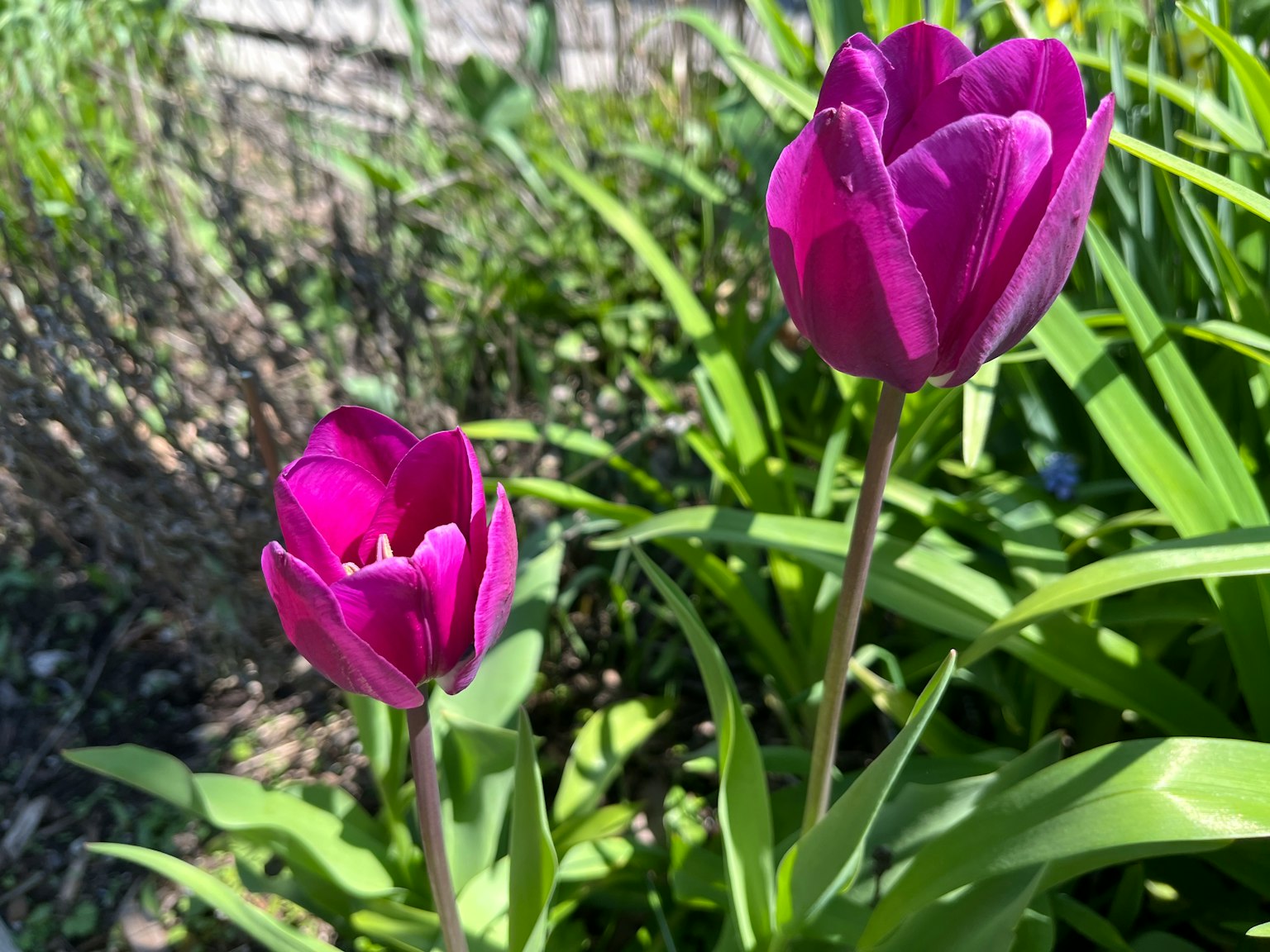 Tulip ungu cerah mekar di antara daun hijau