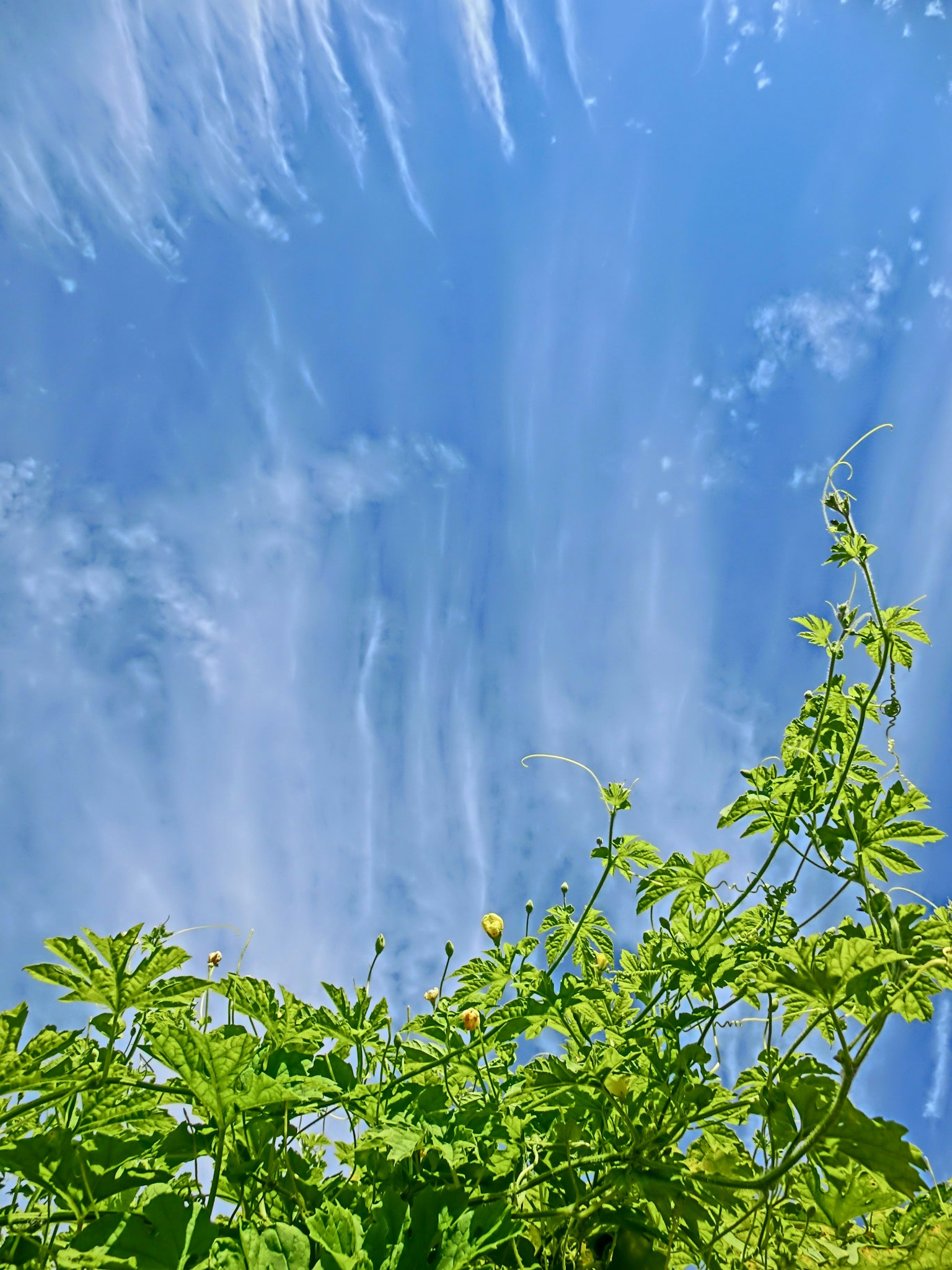 Green plants growing against a blue sky background