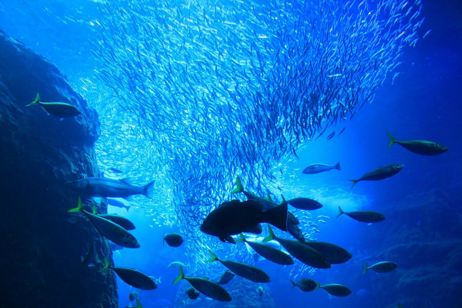 青い水中の環境にいる魚の群れと光の反射