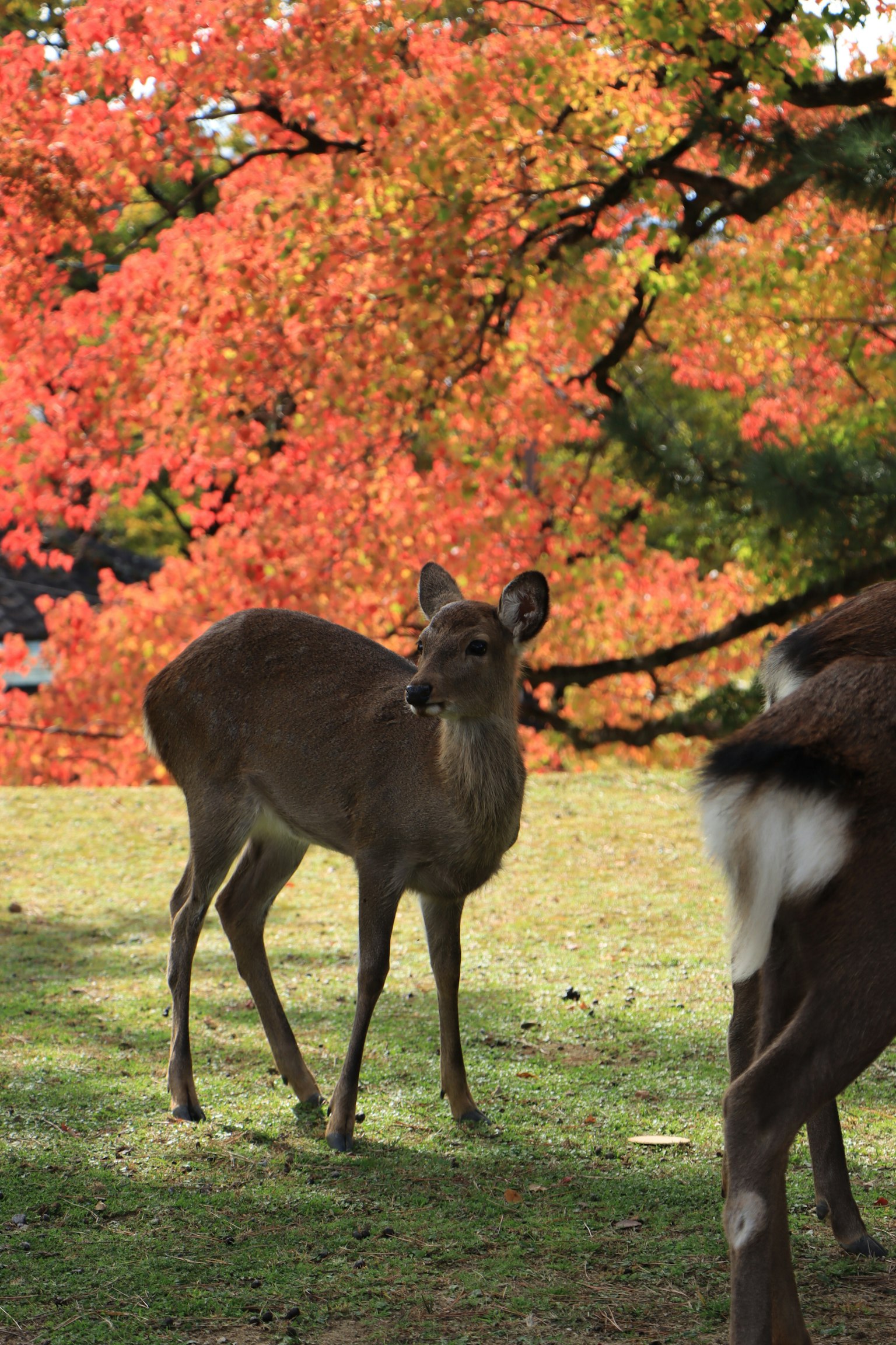 A deer standing in front of a vibrant autumn foliage background