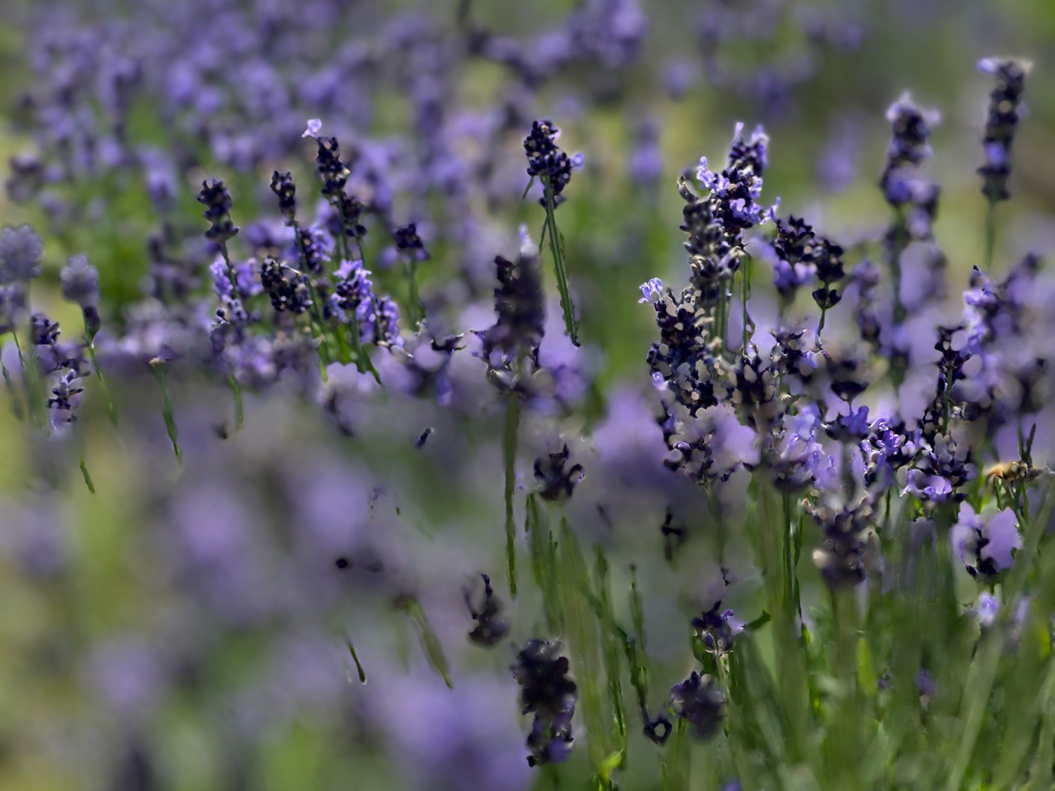 Feld mit blühenden lila Lavendelblumen