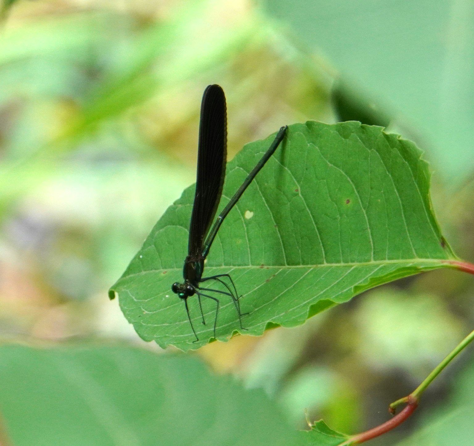 Immagine di una libellula nera che si posa su una foglia verde
