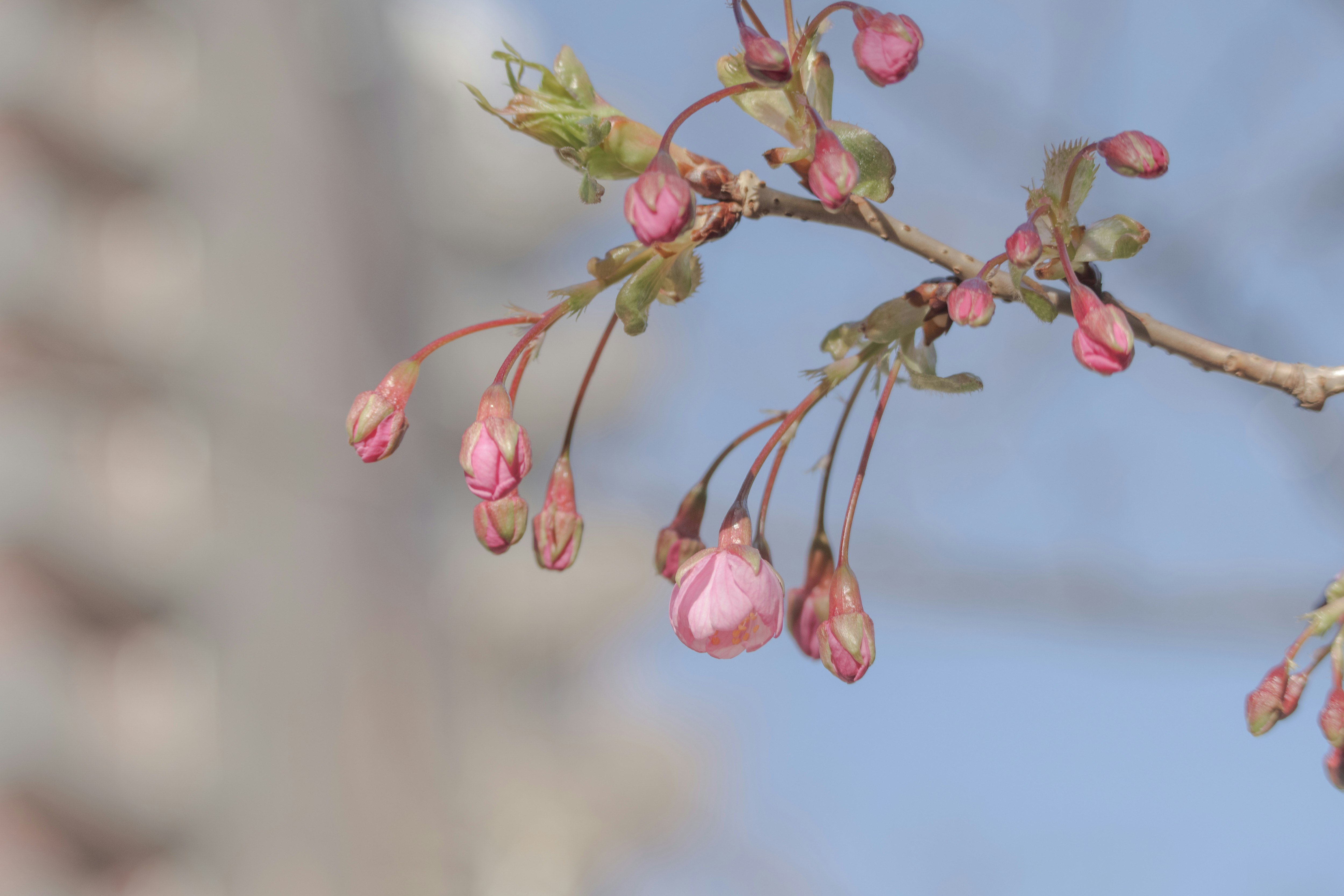 河津桜の枝先に咲くピンクの花