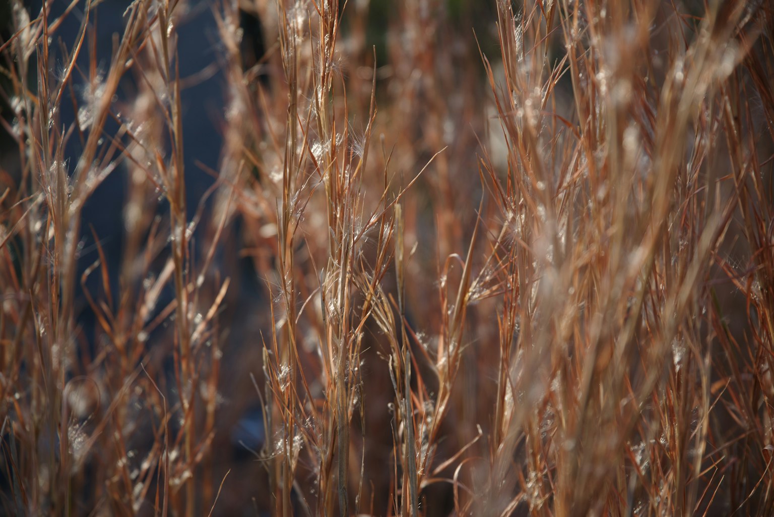 Dried grass stalks creating a natural landscape