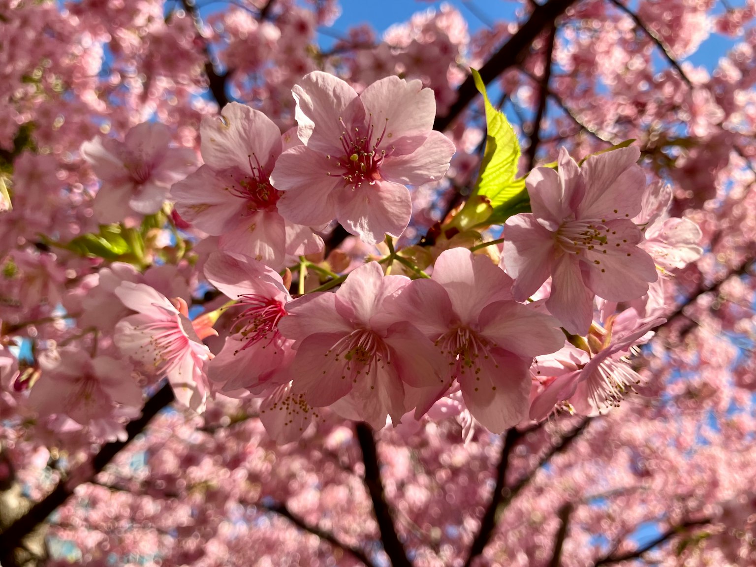 Flores de cerezo en flor en una escena primaveral