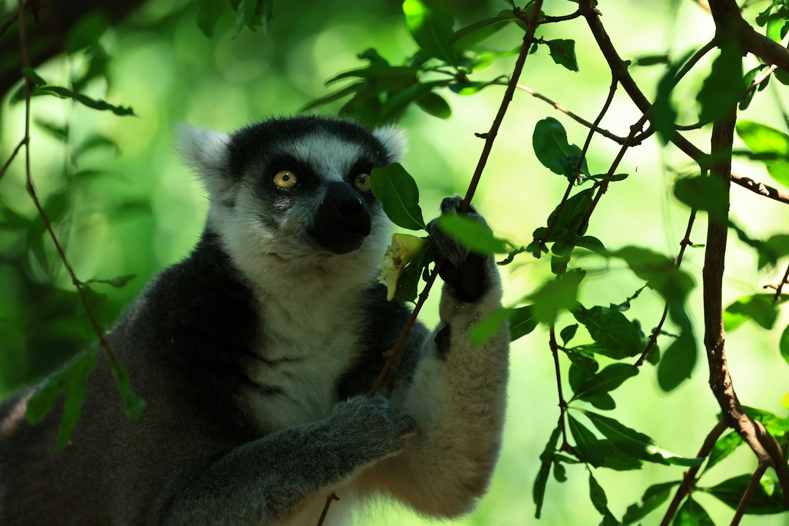 Ring-tailed lemur eating leaves on a branch