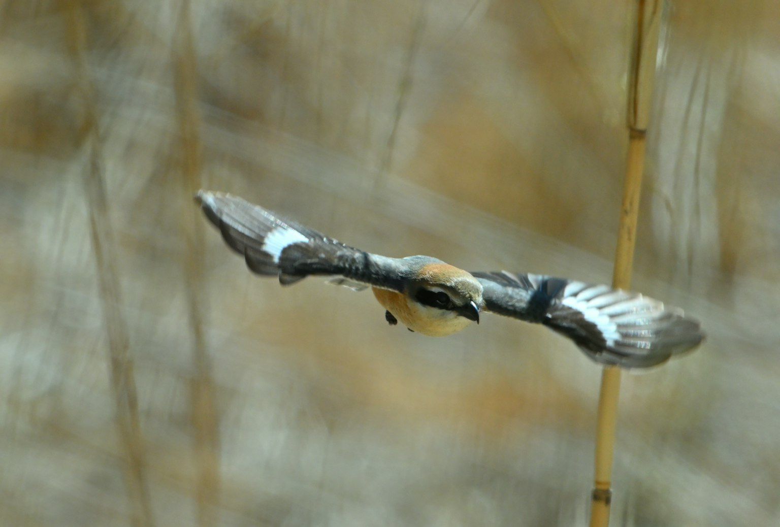 Imagen de un pájaro en vuelo con fondo de hierba borroso