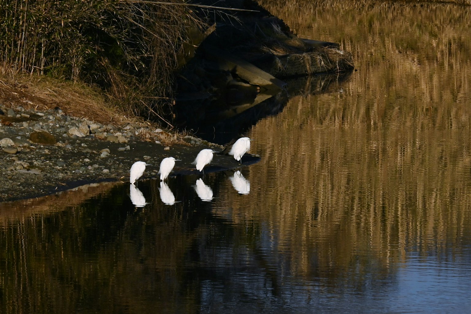 A scenic view of white birds standing by the water's edge with reflections
