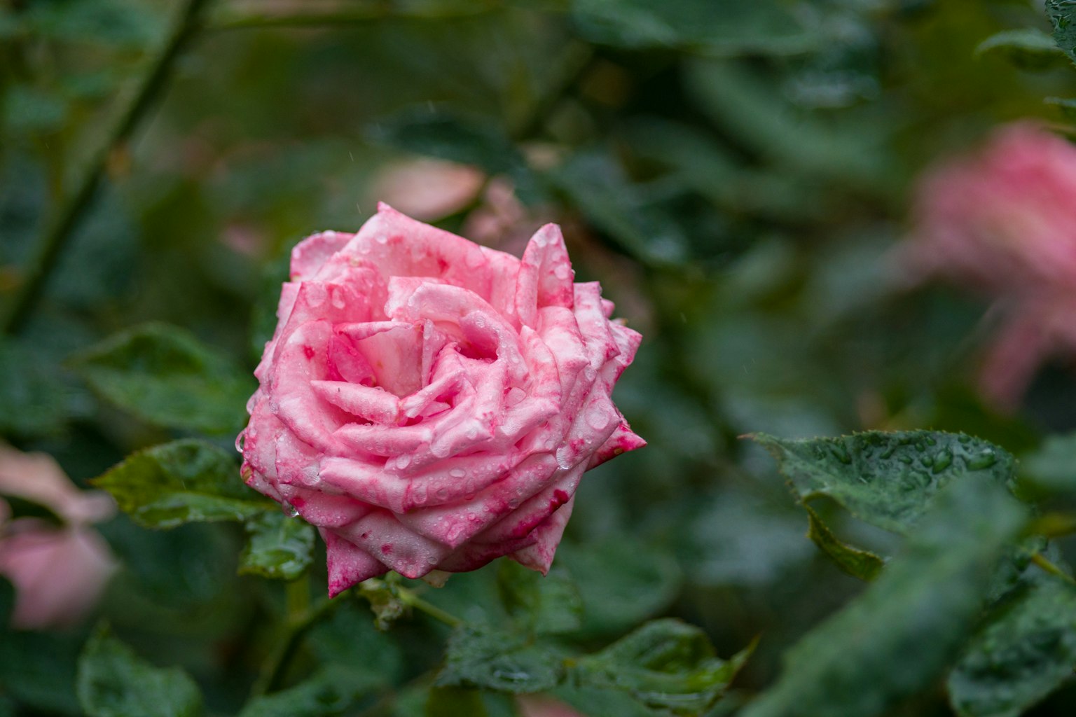 Una hermosa rosa rosa floreciendo entre hojas verdes