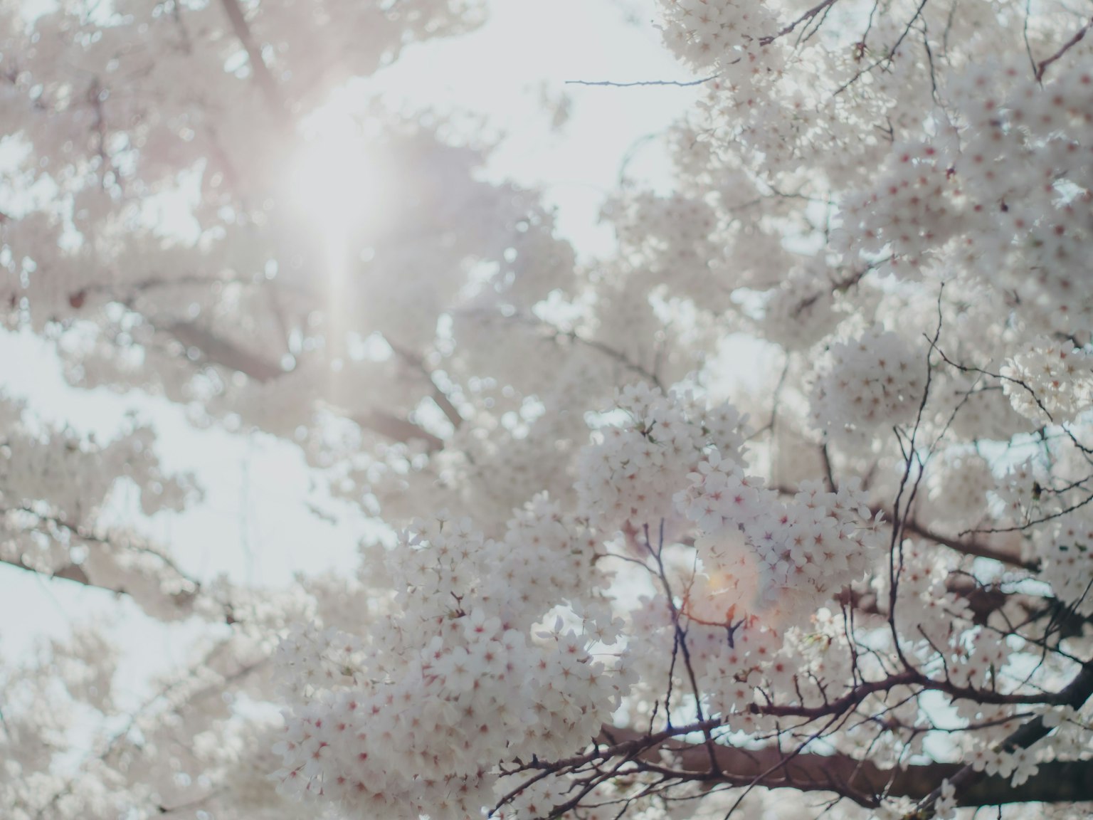 Luce del sole che filtra attraverso alberi di ciliegio in fiore