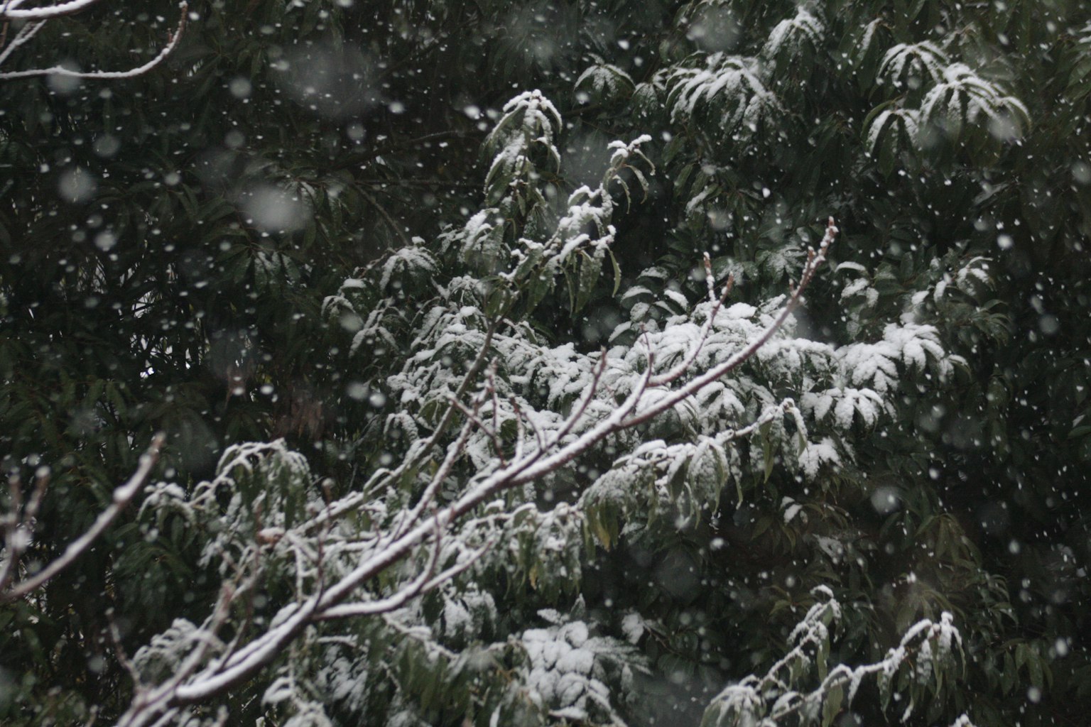 Fogliame verde coperto di neve bianca durante la nevicata